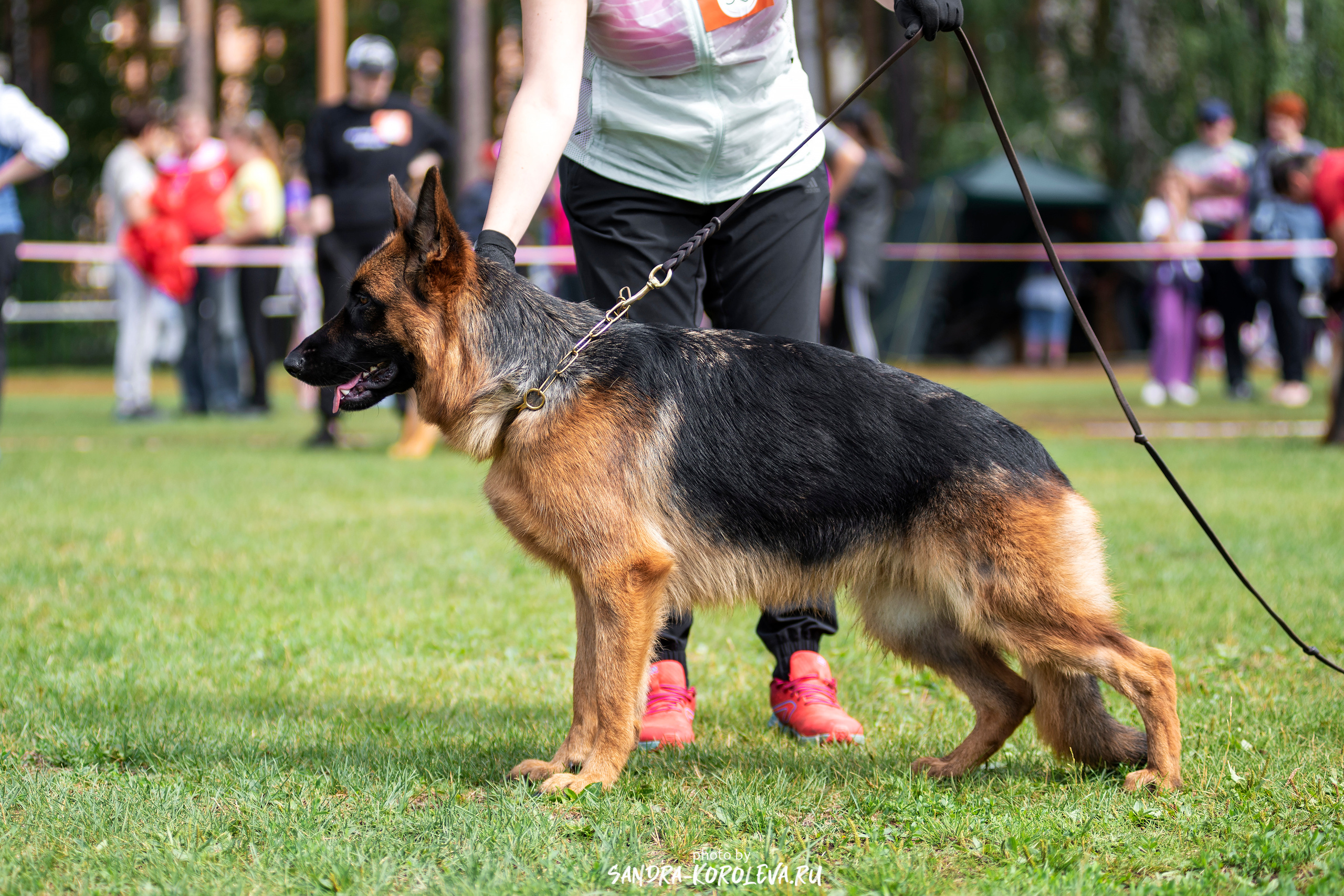 Монопородная выставка немецких овчарок, г. Заречный 2021. Дог-фотограф в Тюмени Александра Королева
