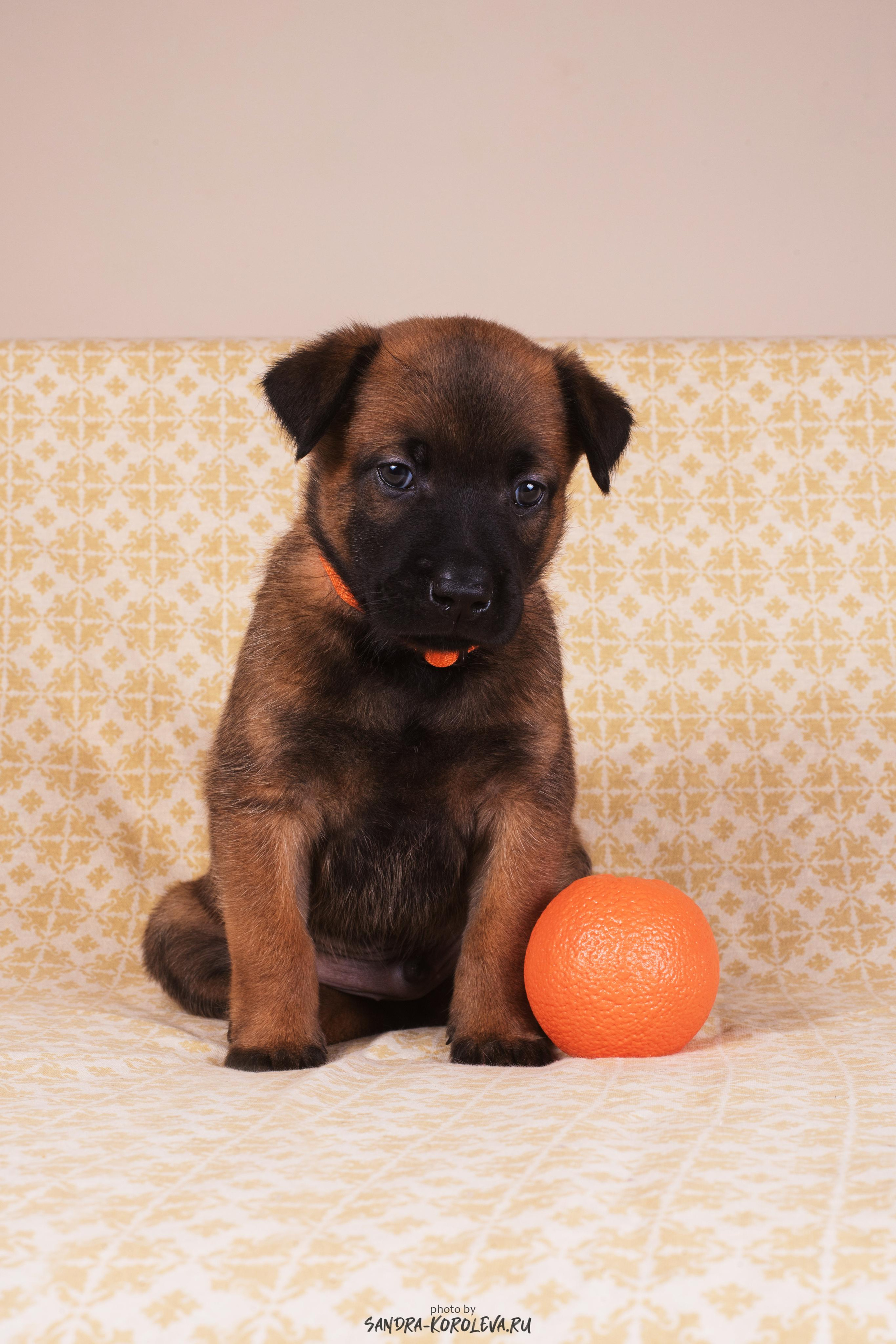 Малинойсы. Дог-фотограф в Тюмени Александра Королева
