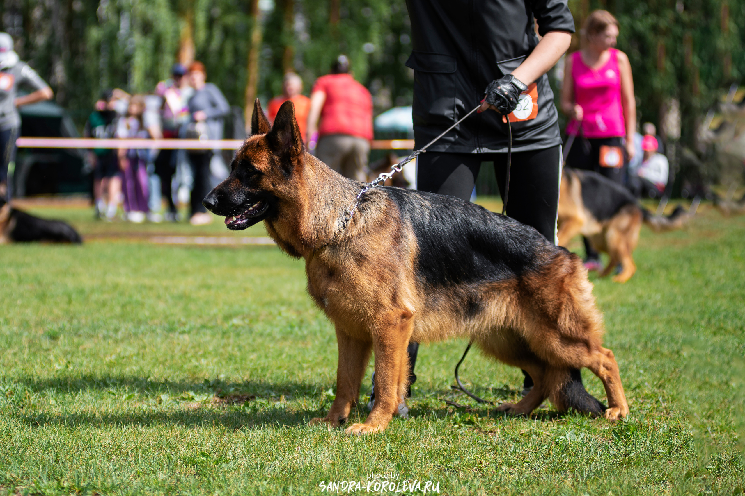 Монопородная выставка немецких овчарок, г. Заречный 2021. Дог-фотограф в Тюмени Александра Королева