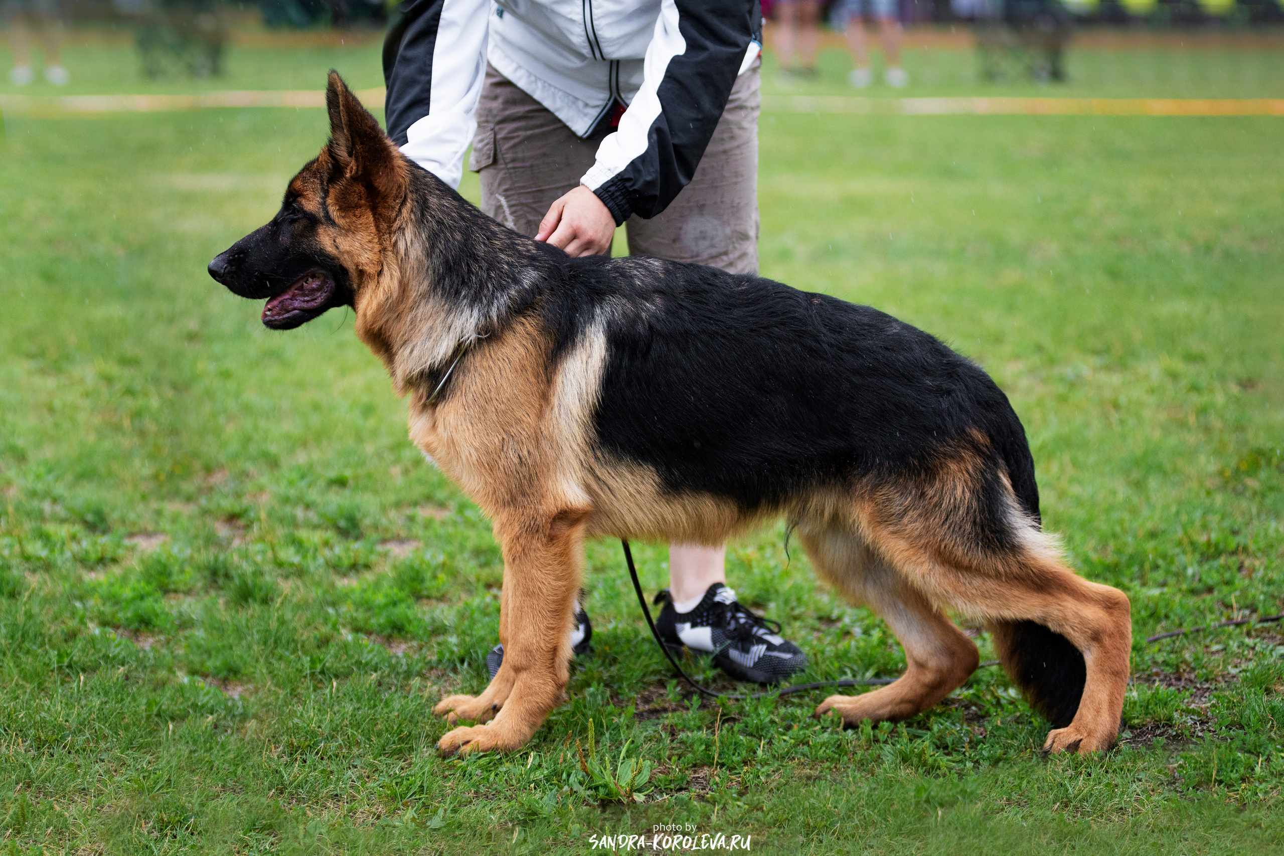 Монопородная выставка немецких овчарок, г. Заречный 2021. Дог-фотограф в Тюмени Александра Королева