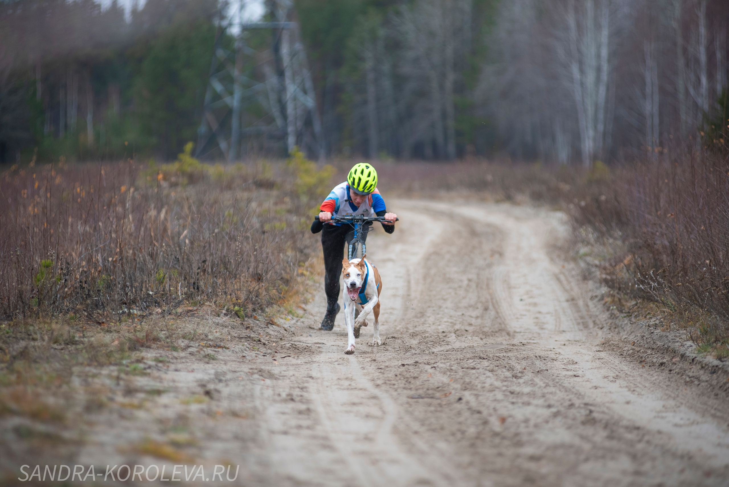 Спринт-гонка «Закрытие сезона» 24.10.2021. Дог-фотограф в Тюмени Александра Королева