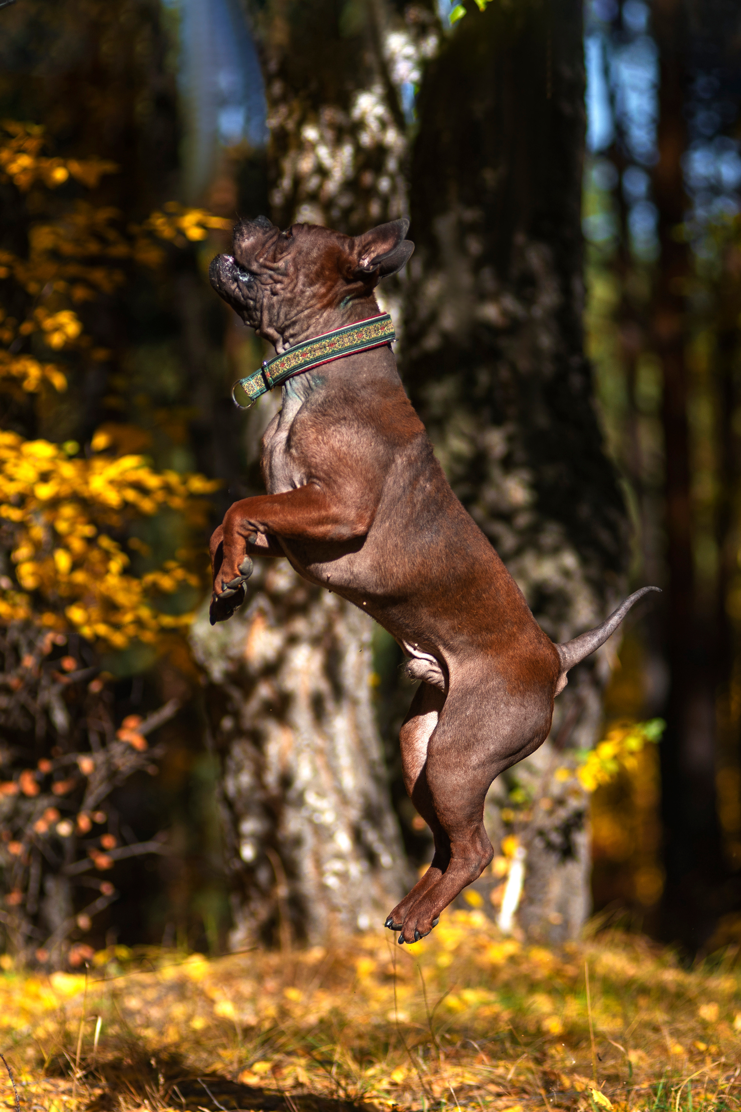 Полина и ее питомцы. Дог-фотограф в Тюмени Александра Королева