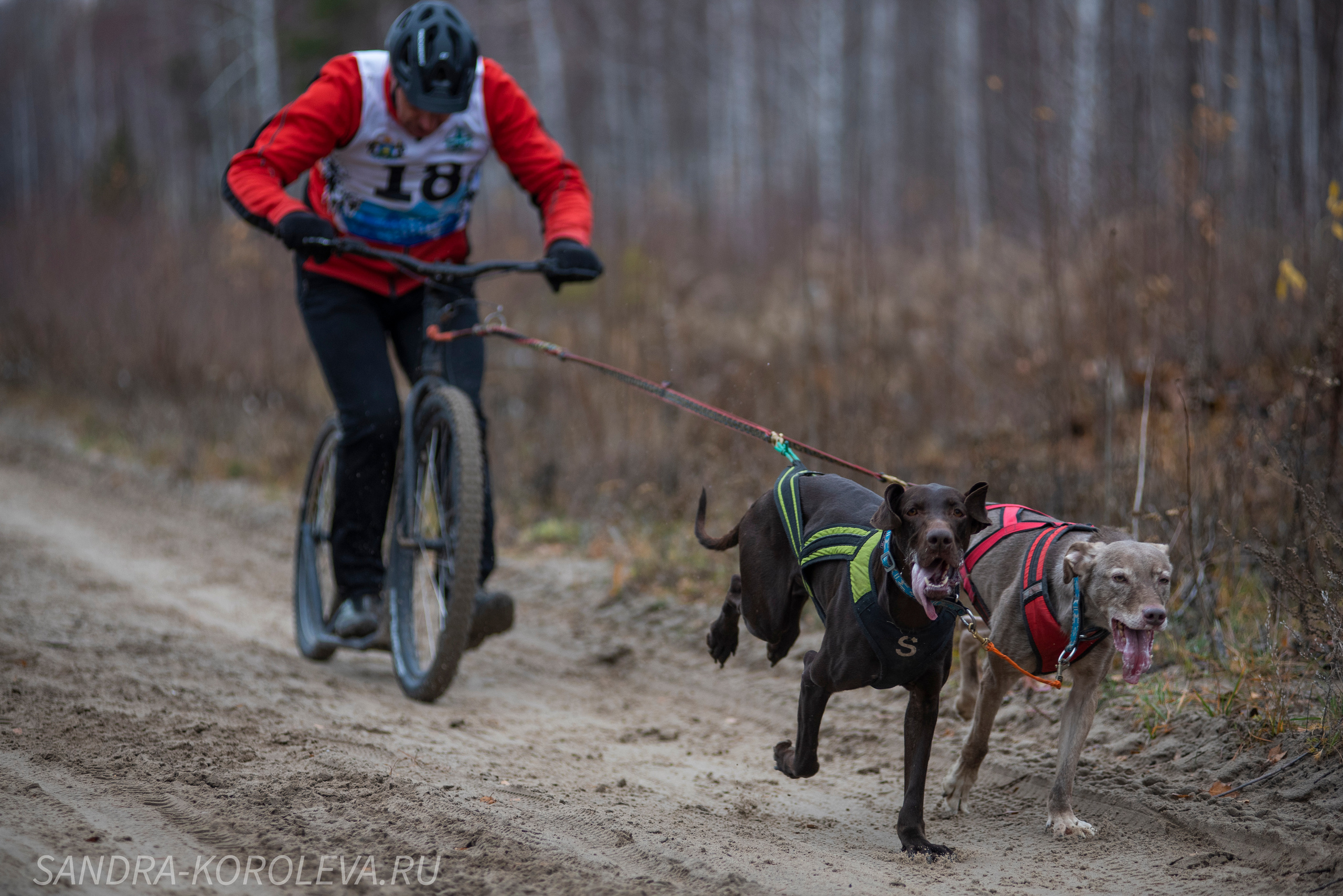 Спринт-гонка «Закрытие сезона» 24.10.2021. Дог-фотограф в Тюмени Александра Королева