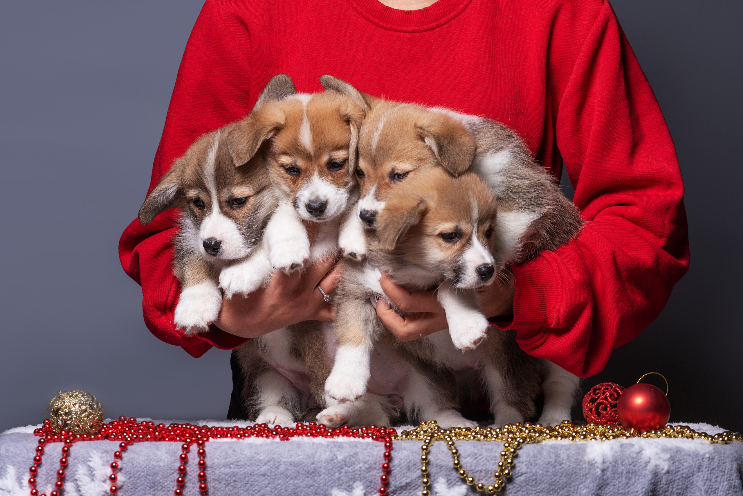 Новогодние коржики с сахарной посыпкой. Дог-фотограф в Тюмени Александра Королева