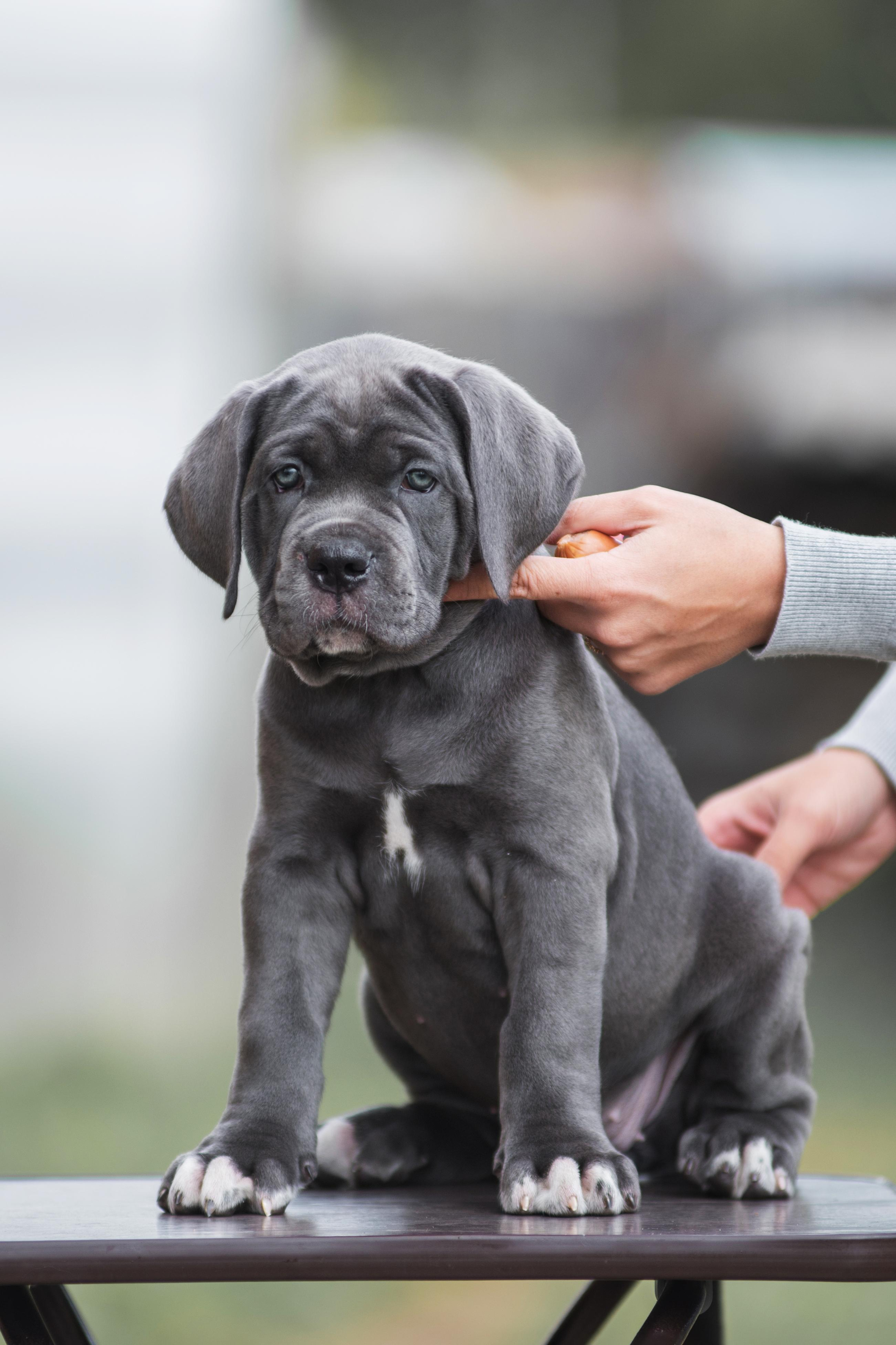 Щенки кане корсо. Дог-фотограф в Тюмени Александра Королева