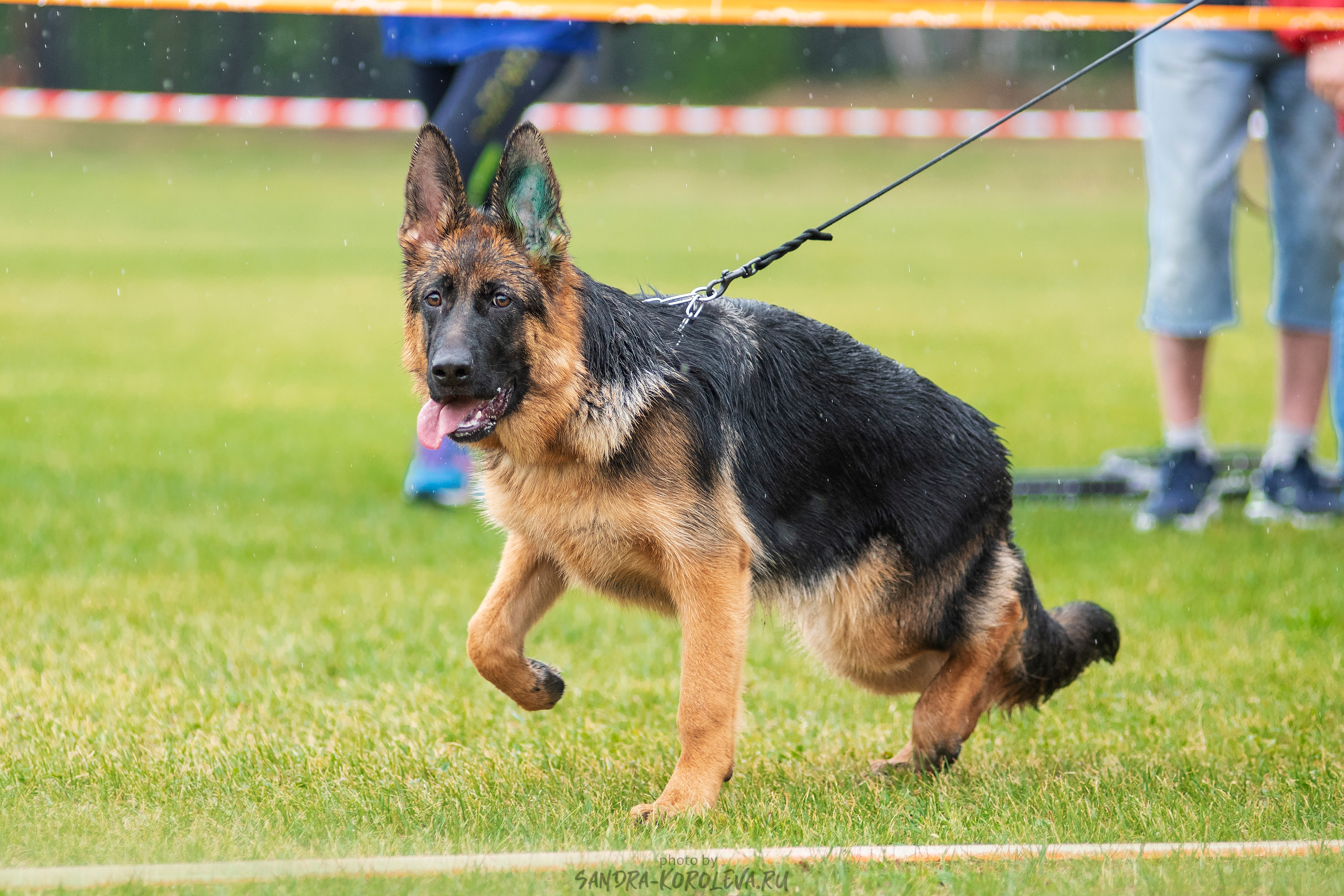 Монопородная выставка немецких овчарок, г. Заречный 2021. Дог-фотограф в Тюмени Александра Королева