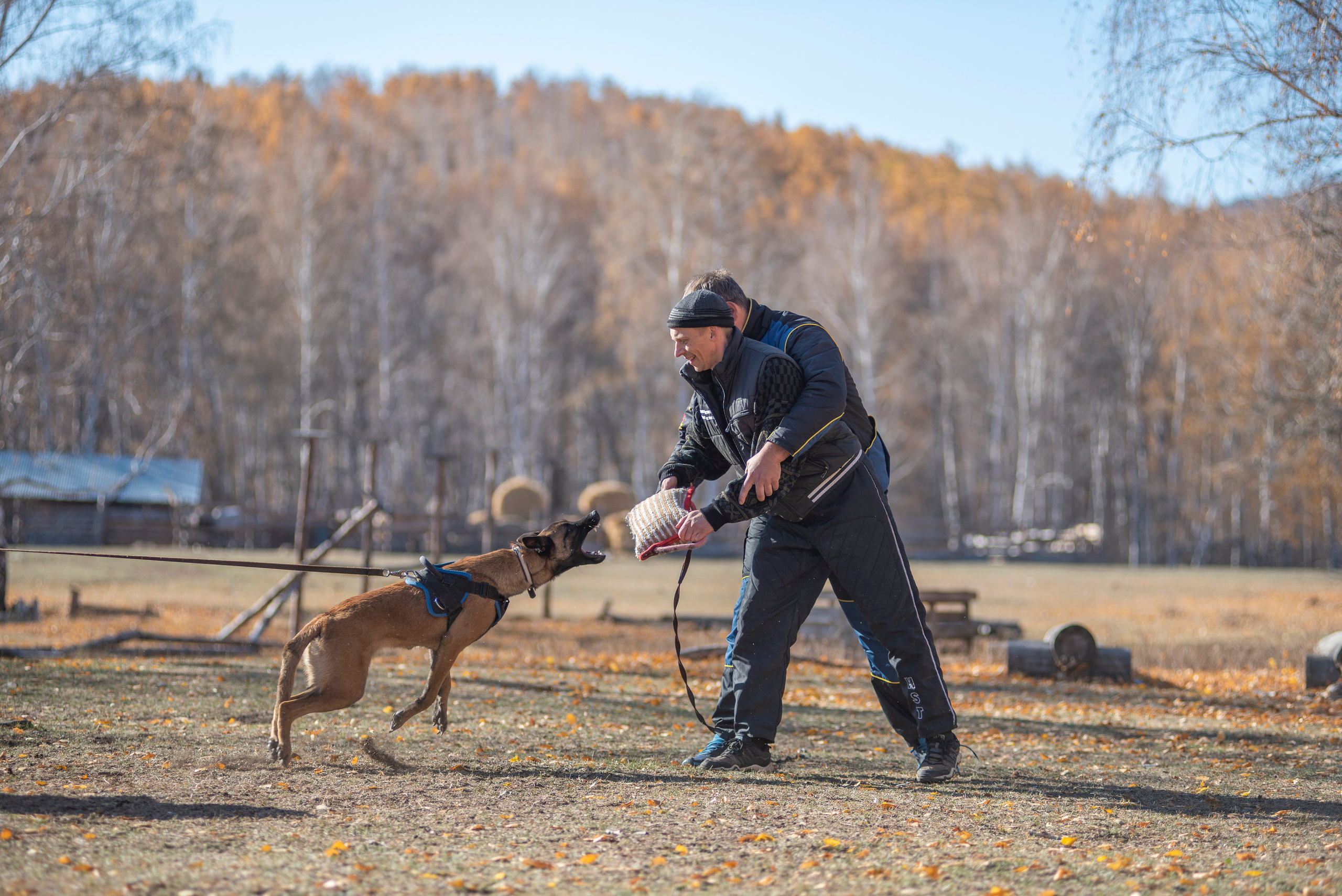 RUSSIAN HELPERS SCHOOL. Магнитогорск октябрь 2021. Дог-фотограф в Тюмени Александра Королева