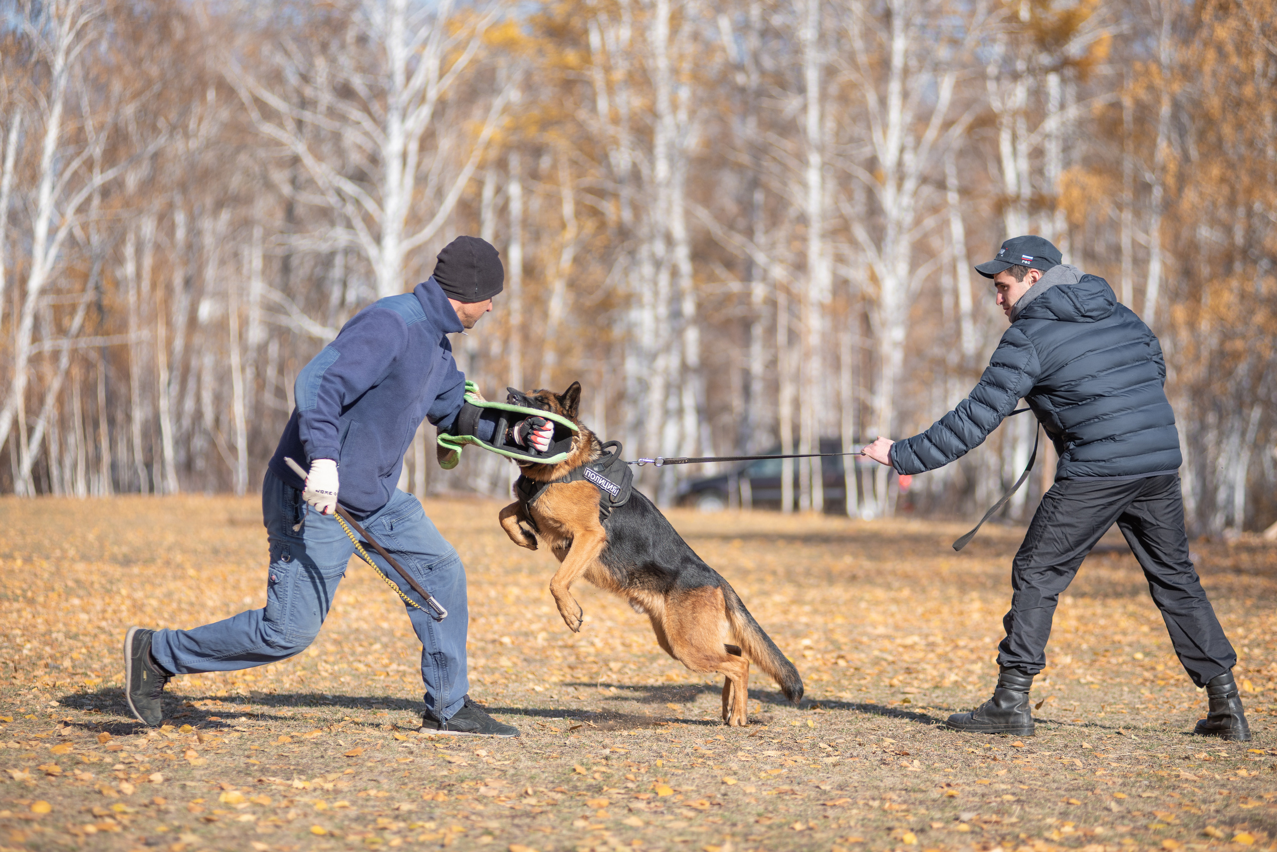 RUSSIAN HELPERS SCHOOL. Магнитогорск октябрь 2021. Дог-фотограф в Тюмени Александра Королева