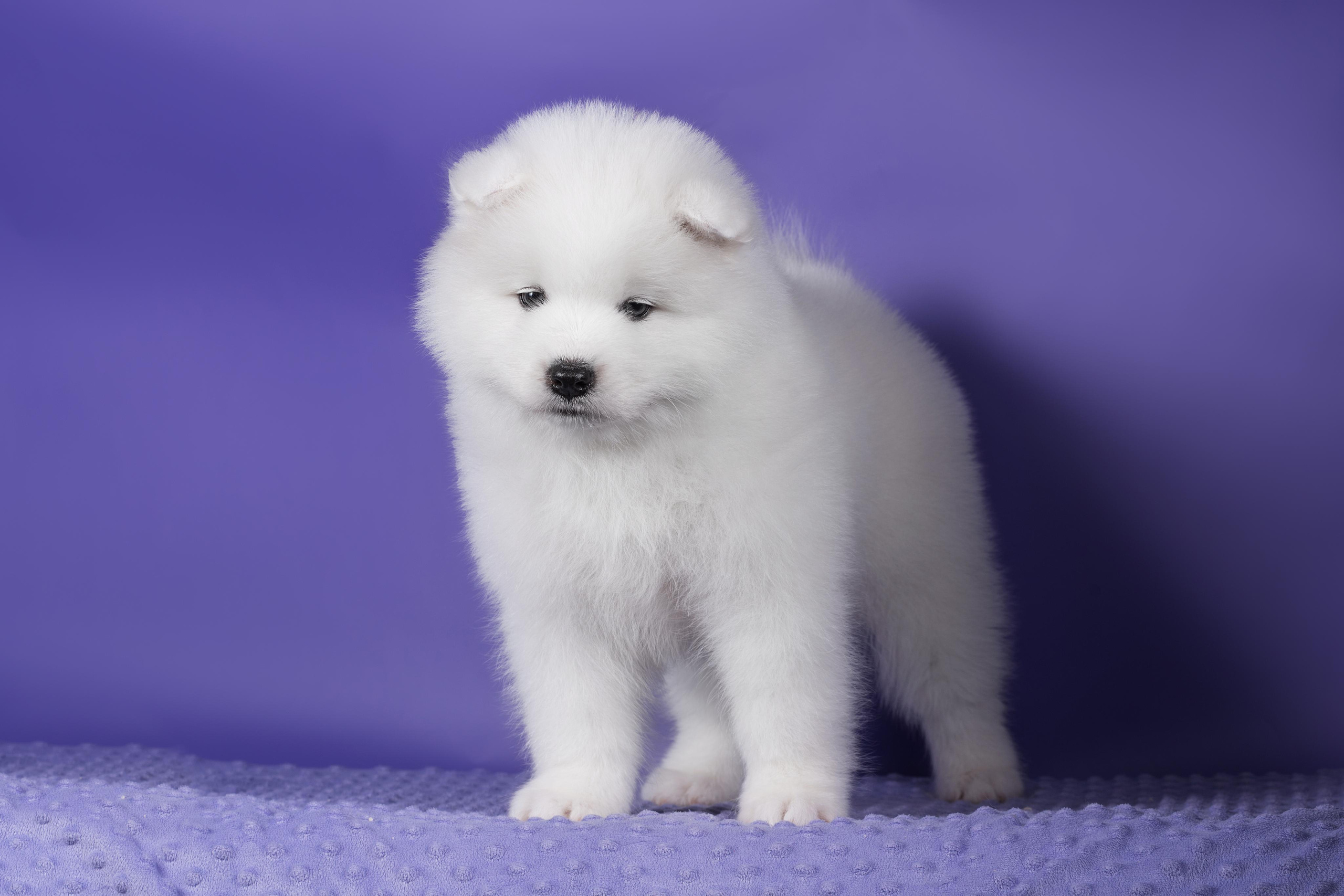 Пушистики самоеды. Дог-фотограф в Тюмени Александра Королева