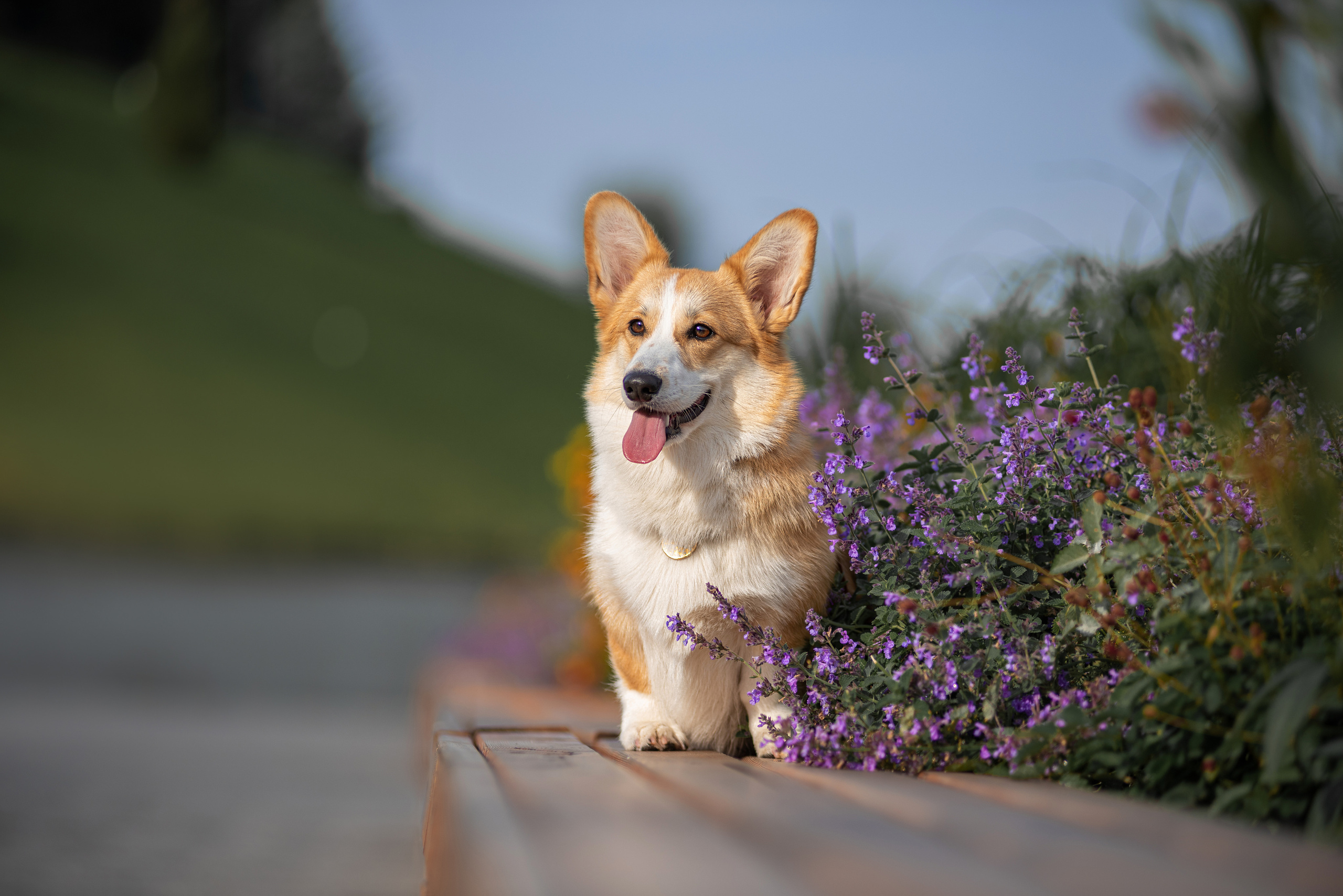 Ася и Плюша. Дог-фотограф в Тюмени Александра Королева