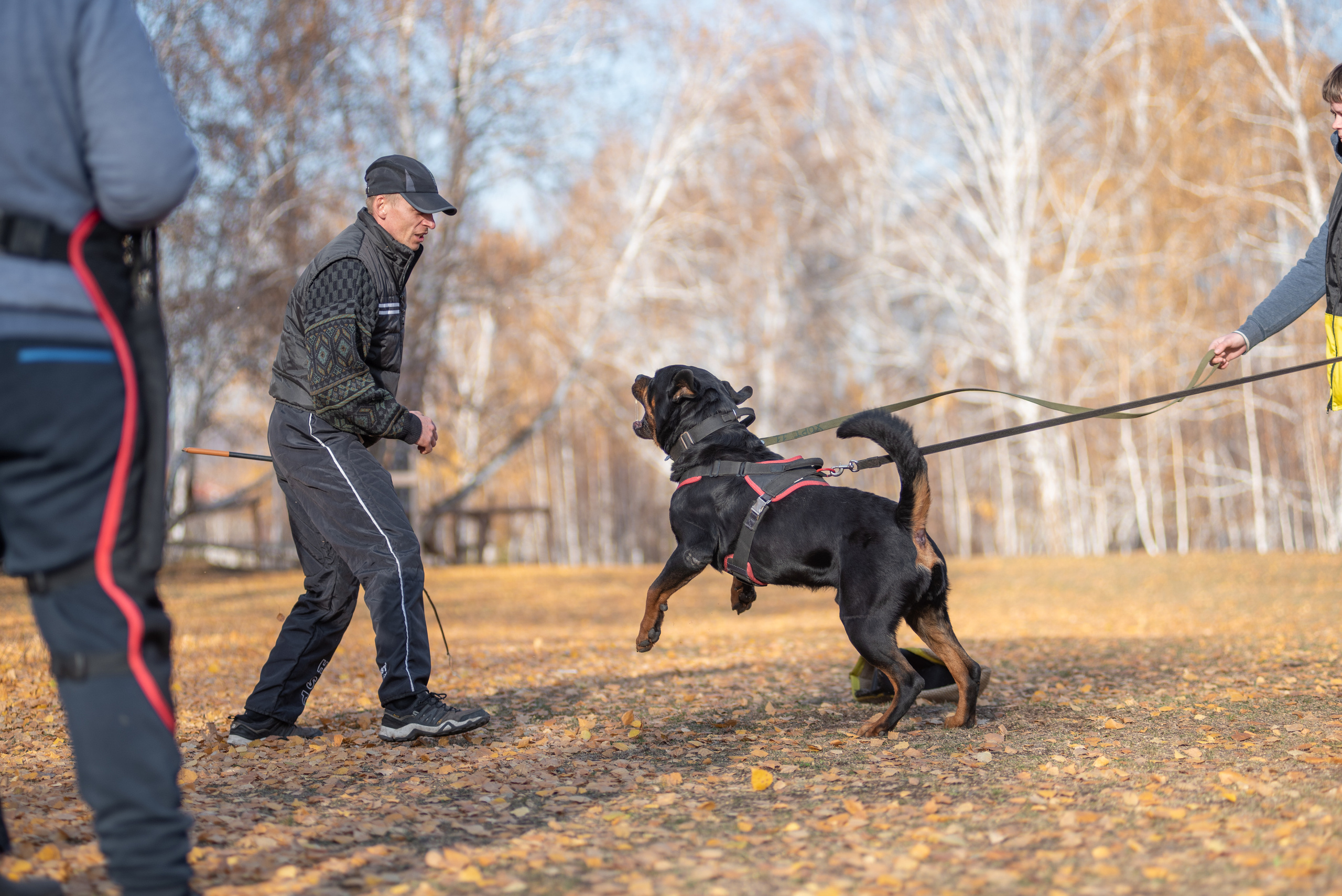 RUSSIAN HELPERS SCHOOL. Магнитогорск октябрь 2021. Дог-фотограф в Тюмени Александра Королева