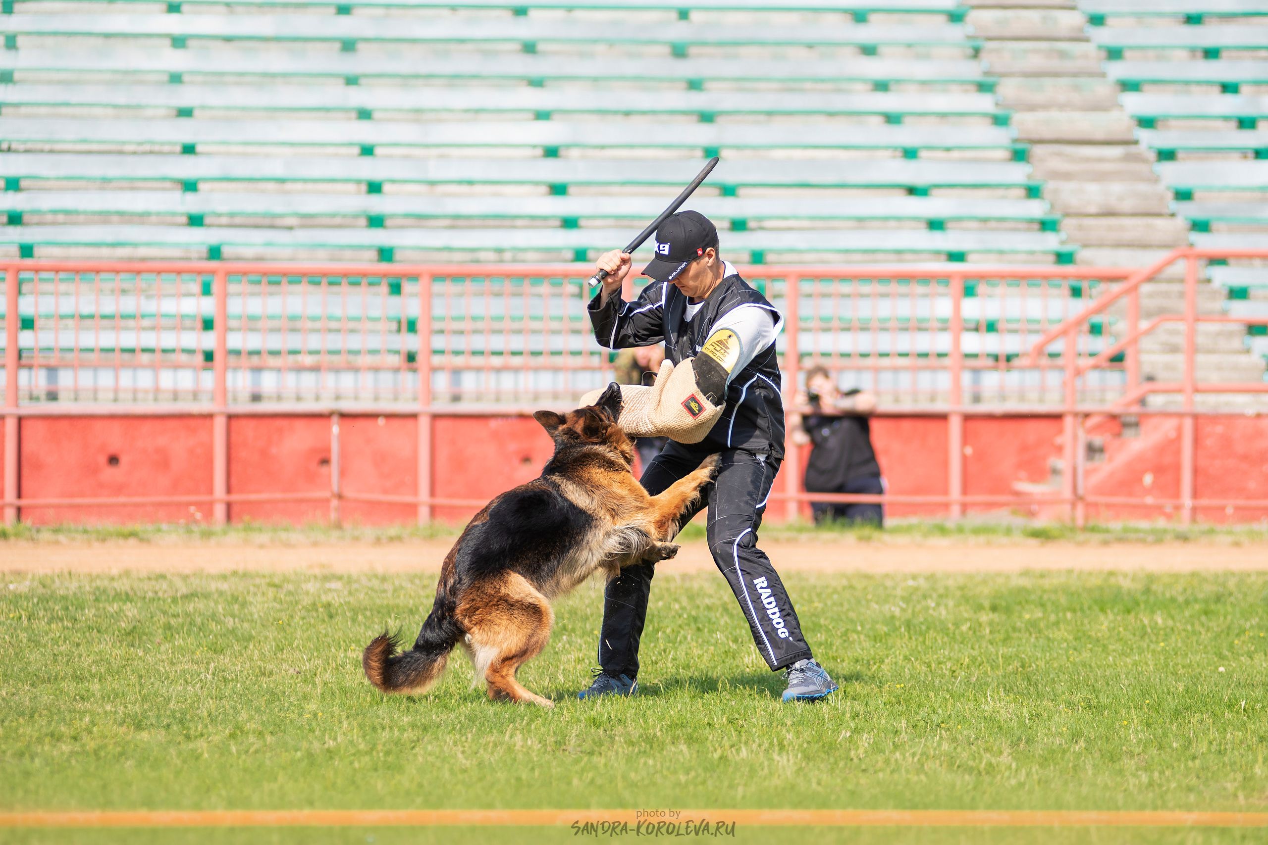 Монопородная выставка немецких овчарок, г. Заречный 2021. Дог-фотограф в Тюмени Александра Королева