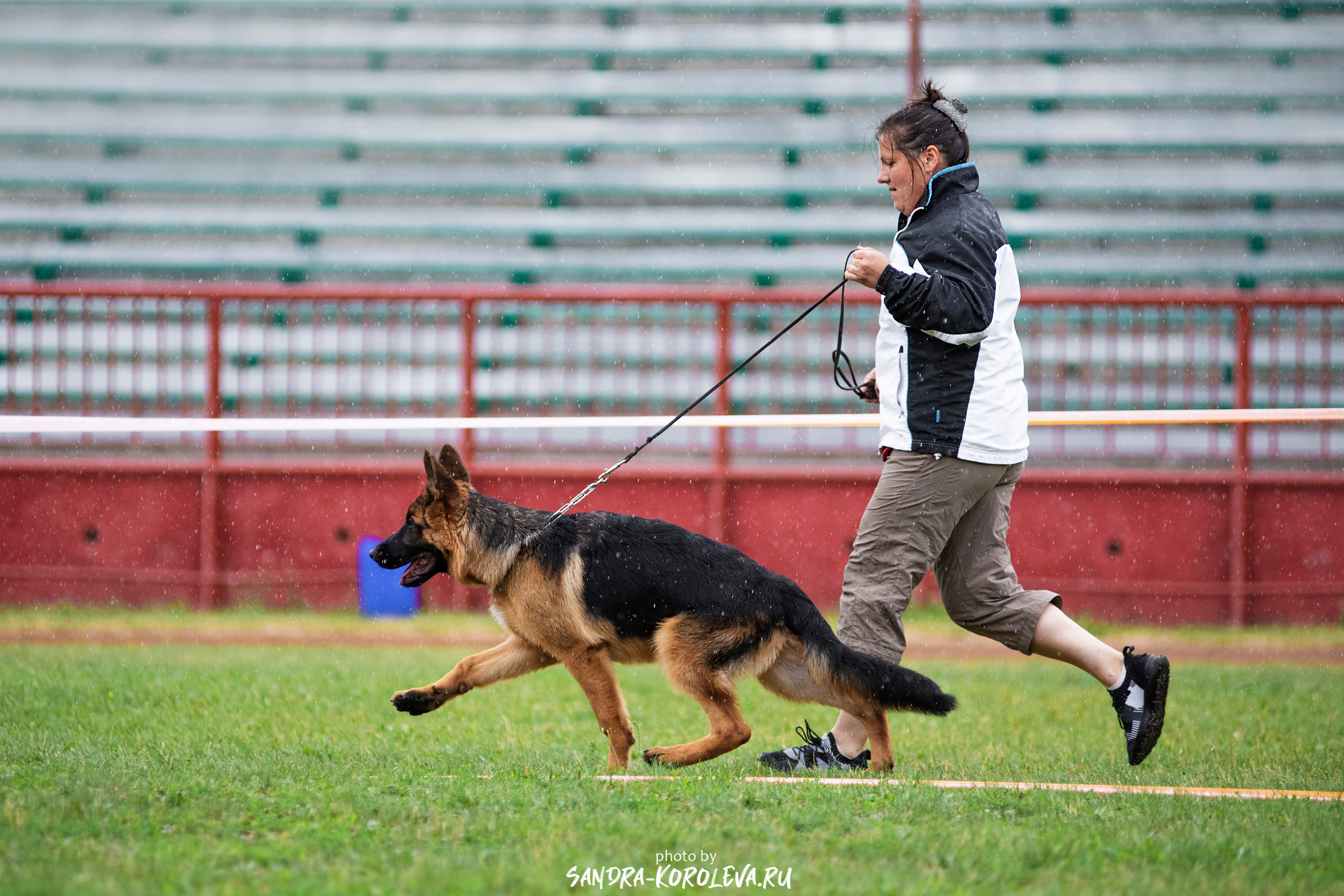 Монопородная выставка немецких овчарок, г. Заречный 2021. Дог-фотограф в Тюмени Александра Королева