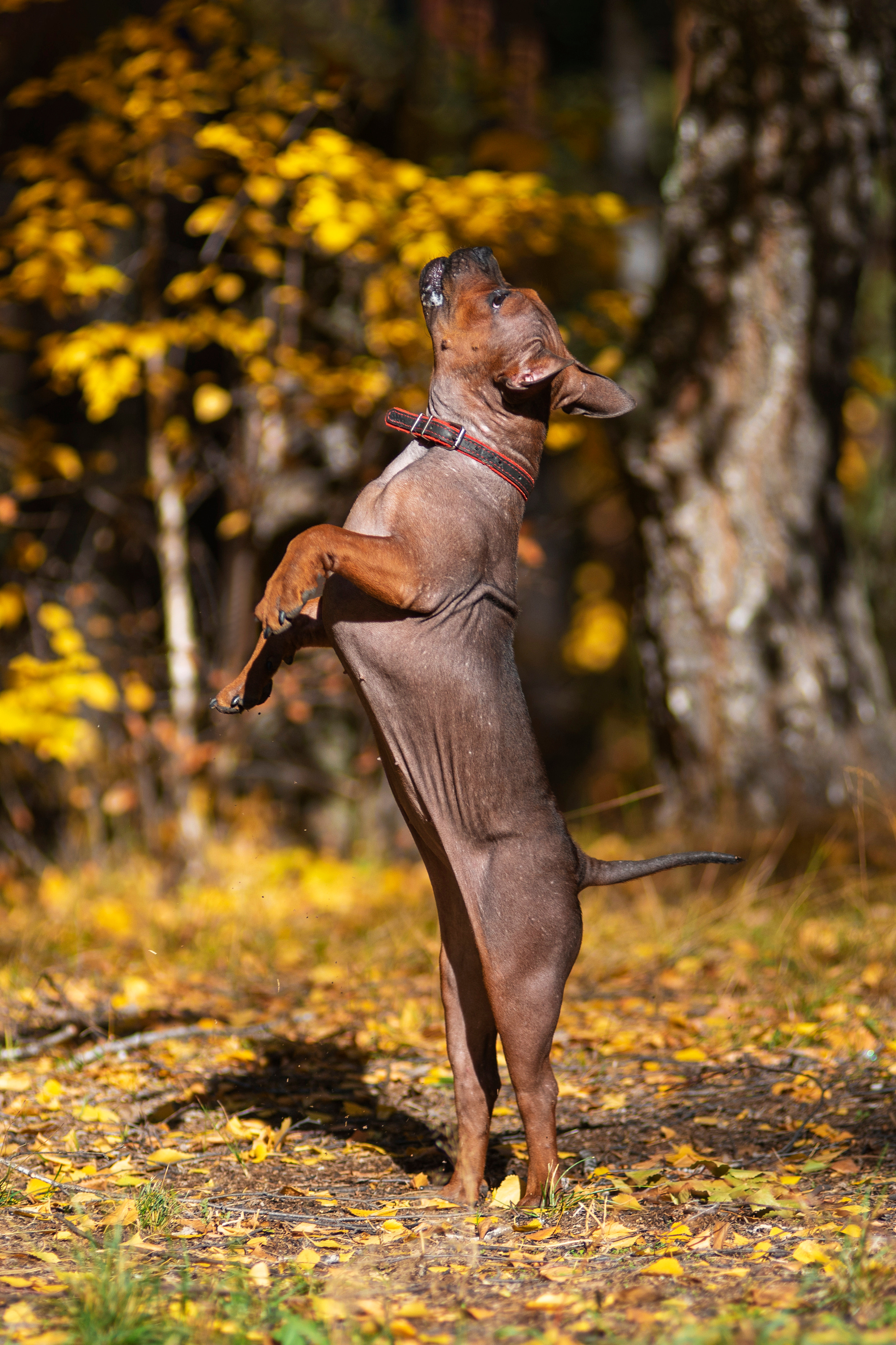 Полина и ее питомцы. Дог-фотограф в Тюмени Александра Королева