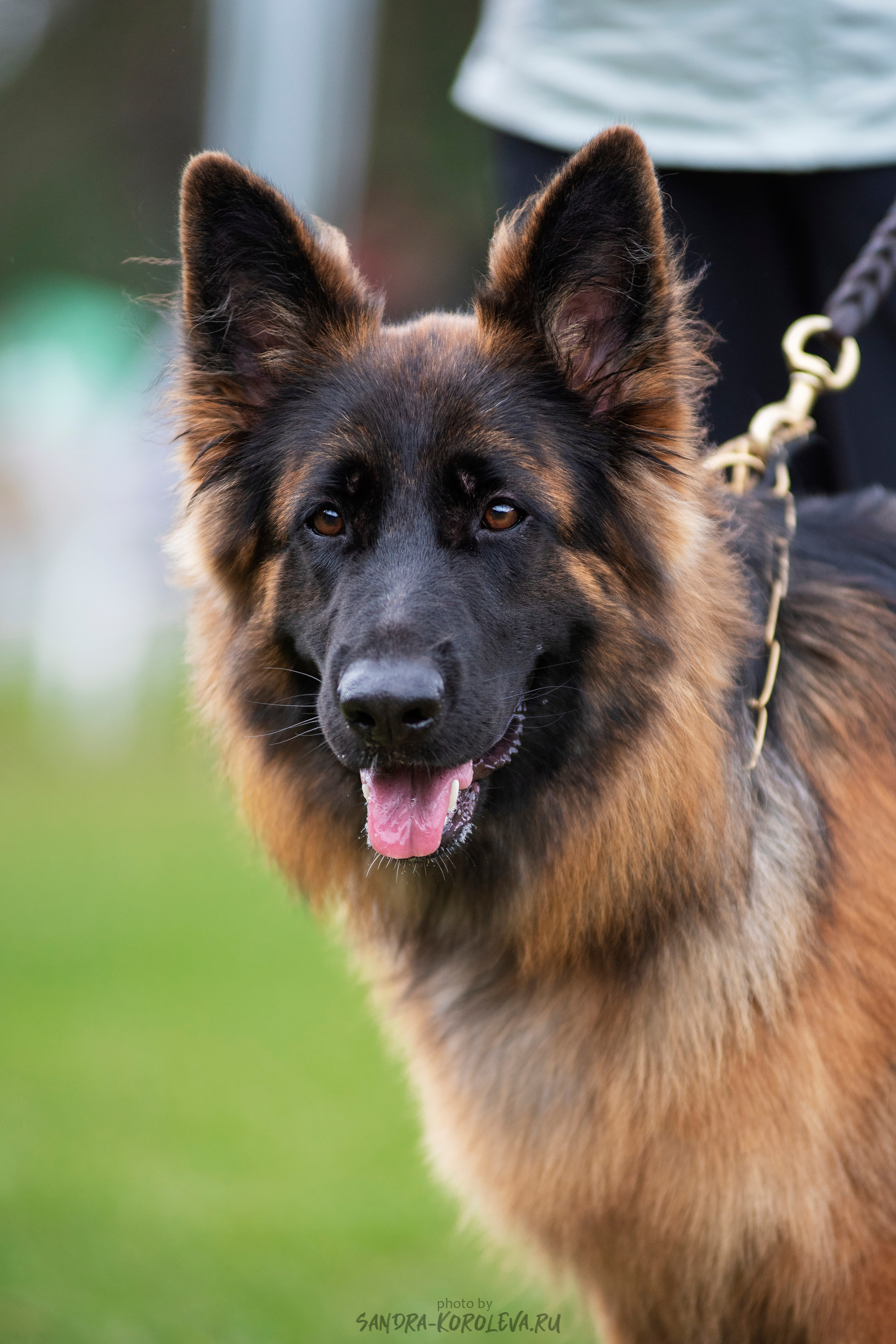 Монопородная выставка немецких овчарок, г. Заречный 2021. Дог-фотограф в Тюмени Александра Королева