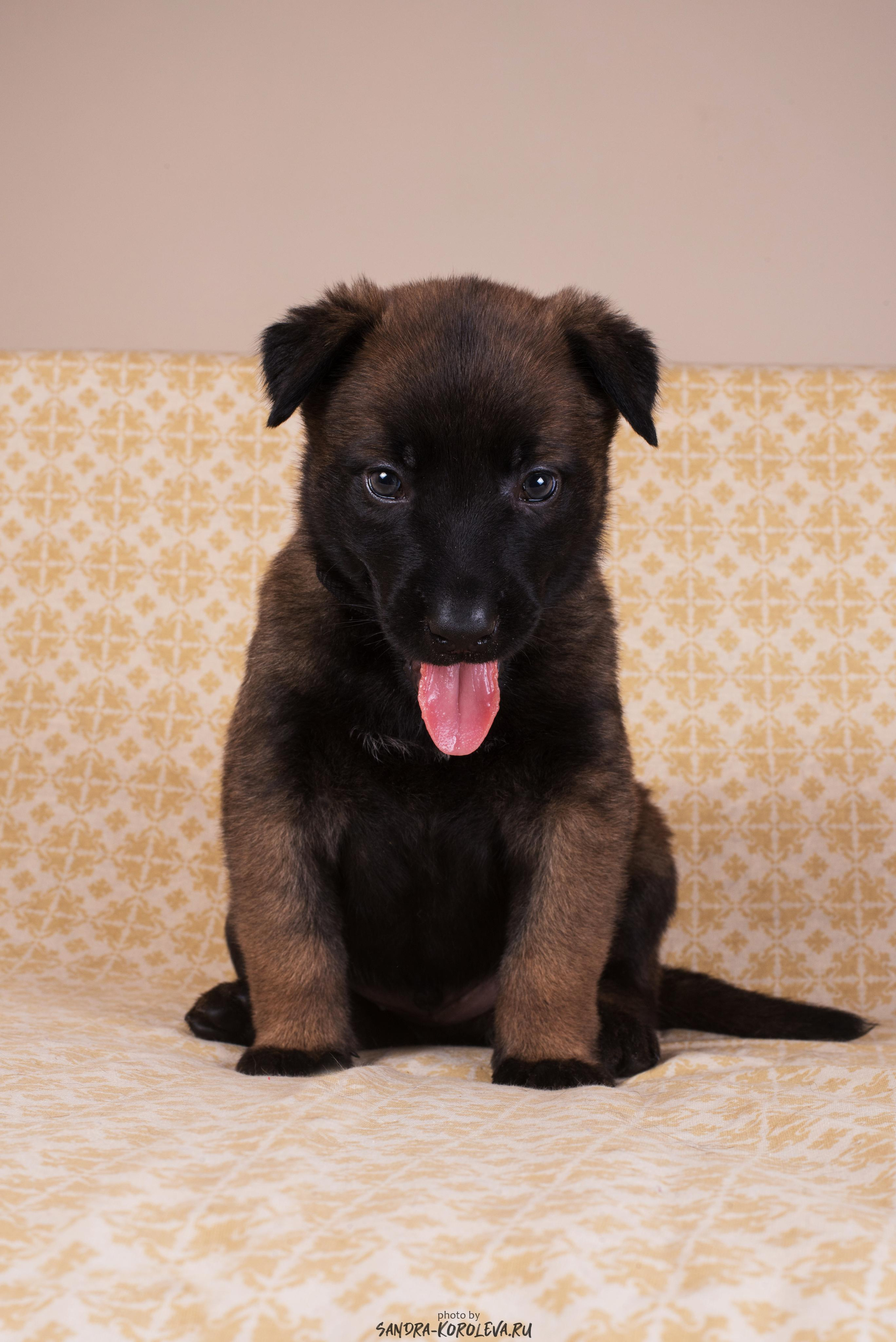 Малинойсы. Дог-фотограф в Тюмени Александра Королева