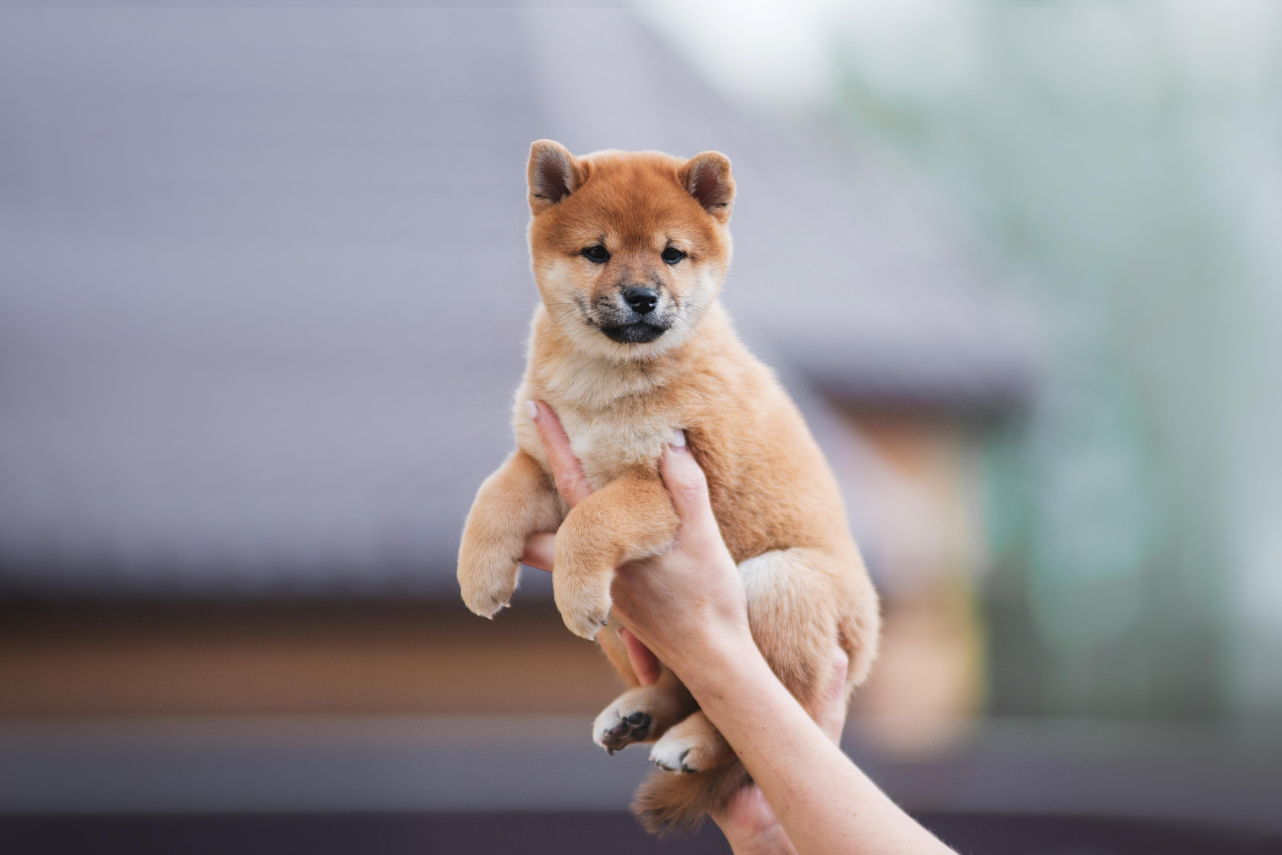 Щеночки Сибы. Дог-фотограф в Тюмени Александра Королева