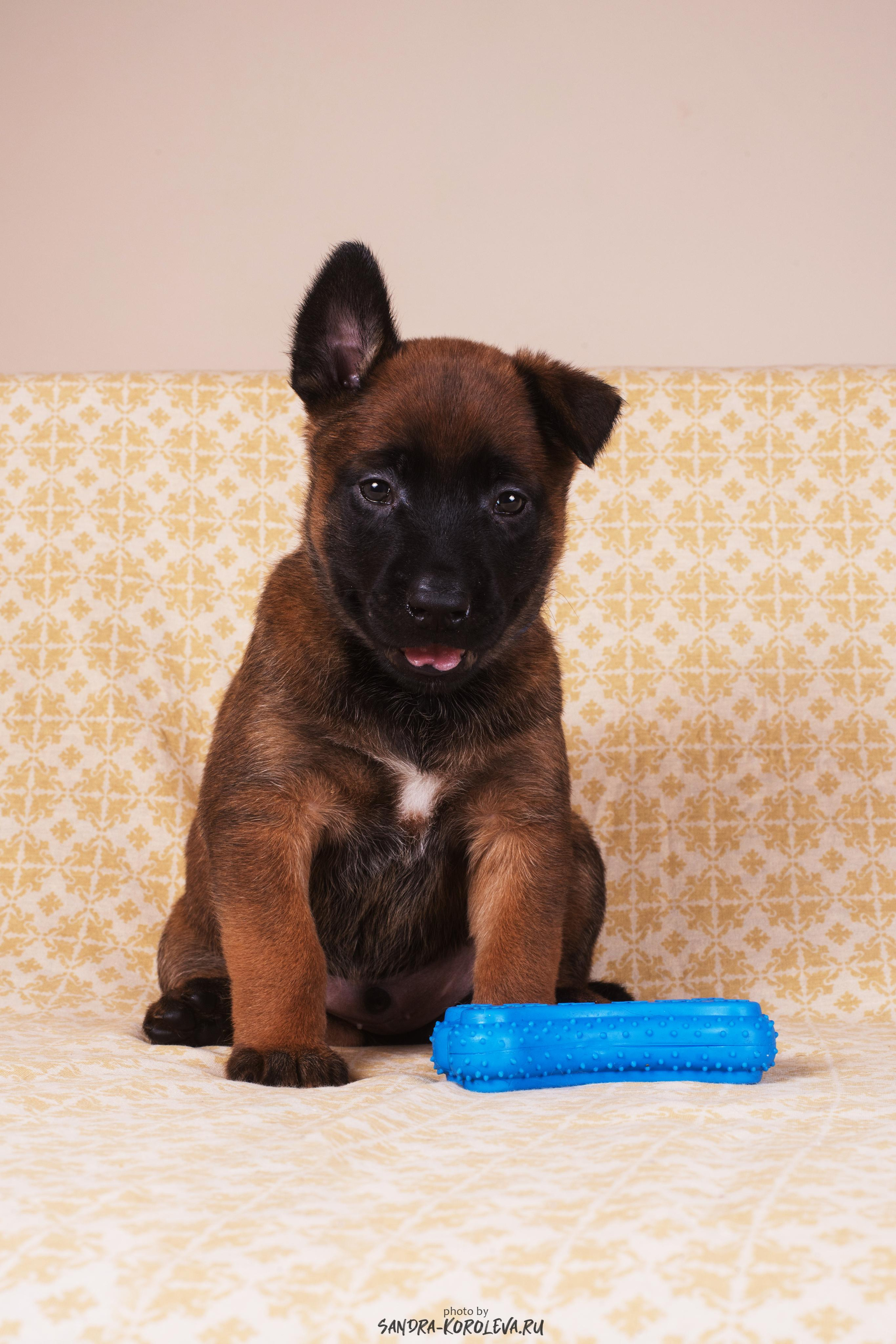 Малинойсы. Дог-фотограф в Тюмени Александра Королева
