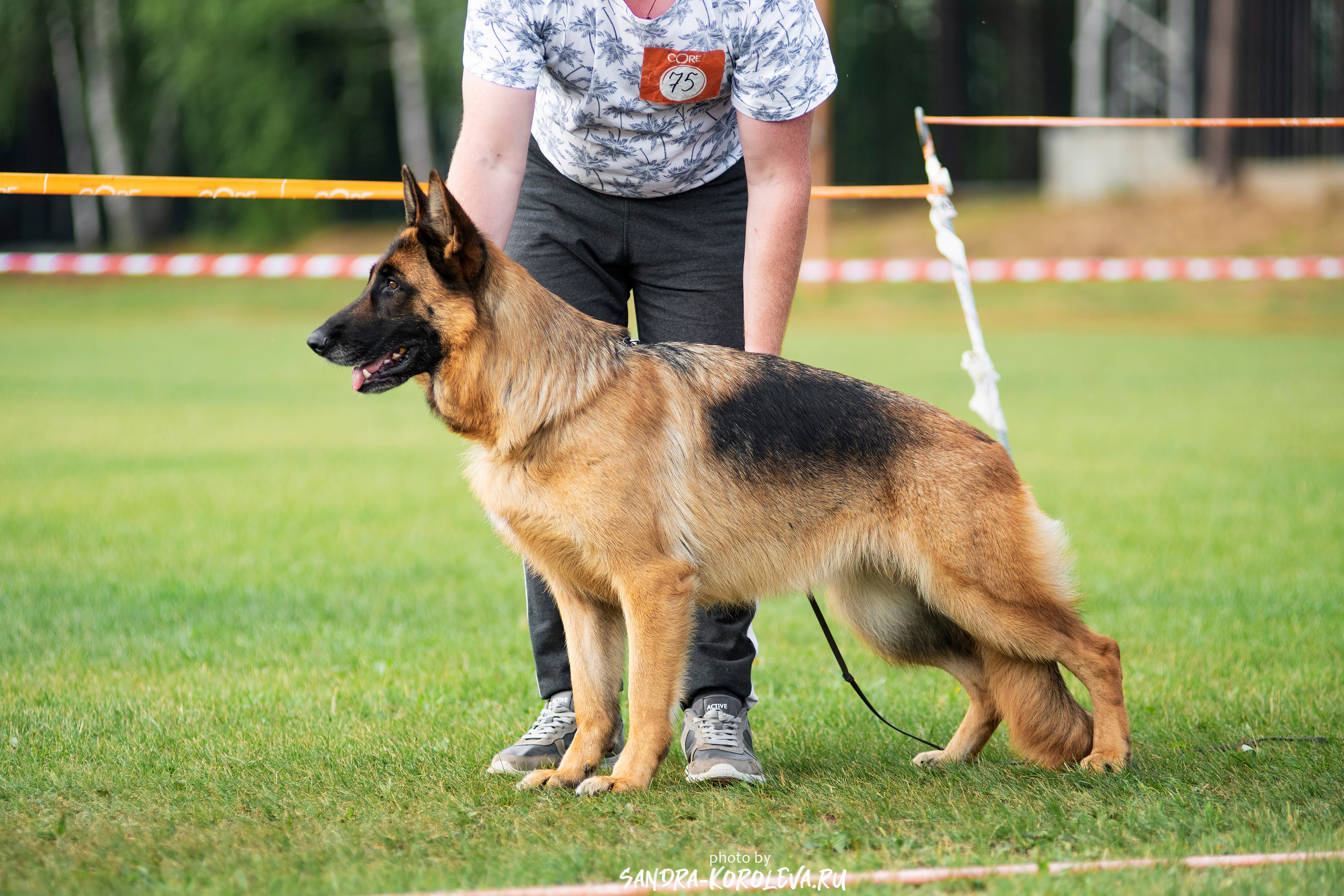 Монопородная выставка немецких овчарок, г. Заречный 2021. Дог-фотограф в Тюмени Александра Королева