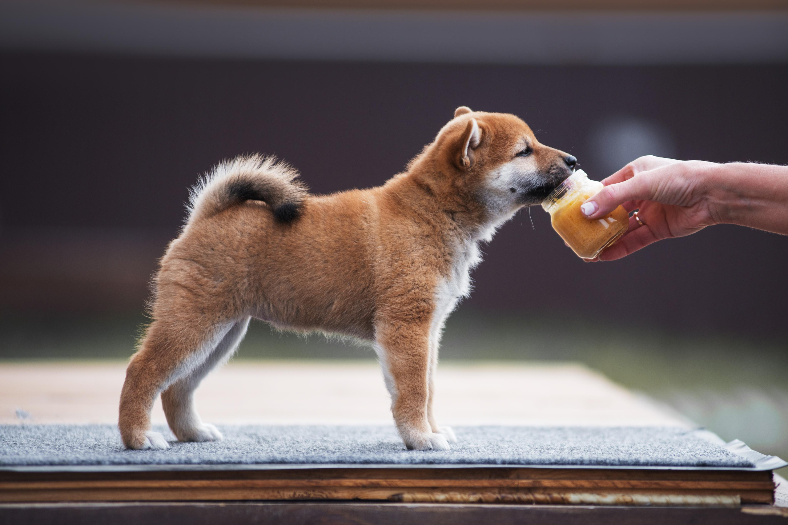 Щеночки Сибы. Дог-фотограф в Тюмени Александра Королева