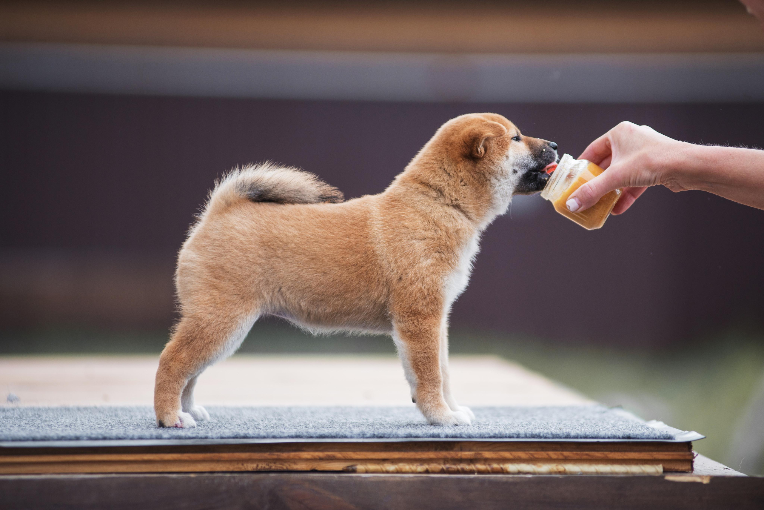 Щеночки Сибы. Дог-фотограф в Тюмени Александра Королева