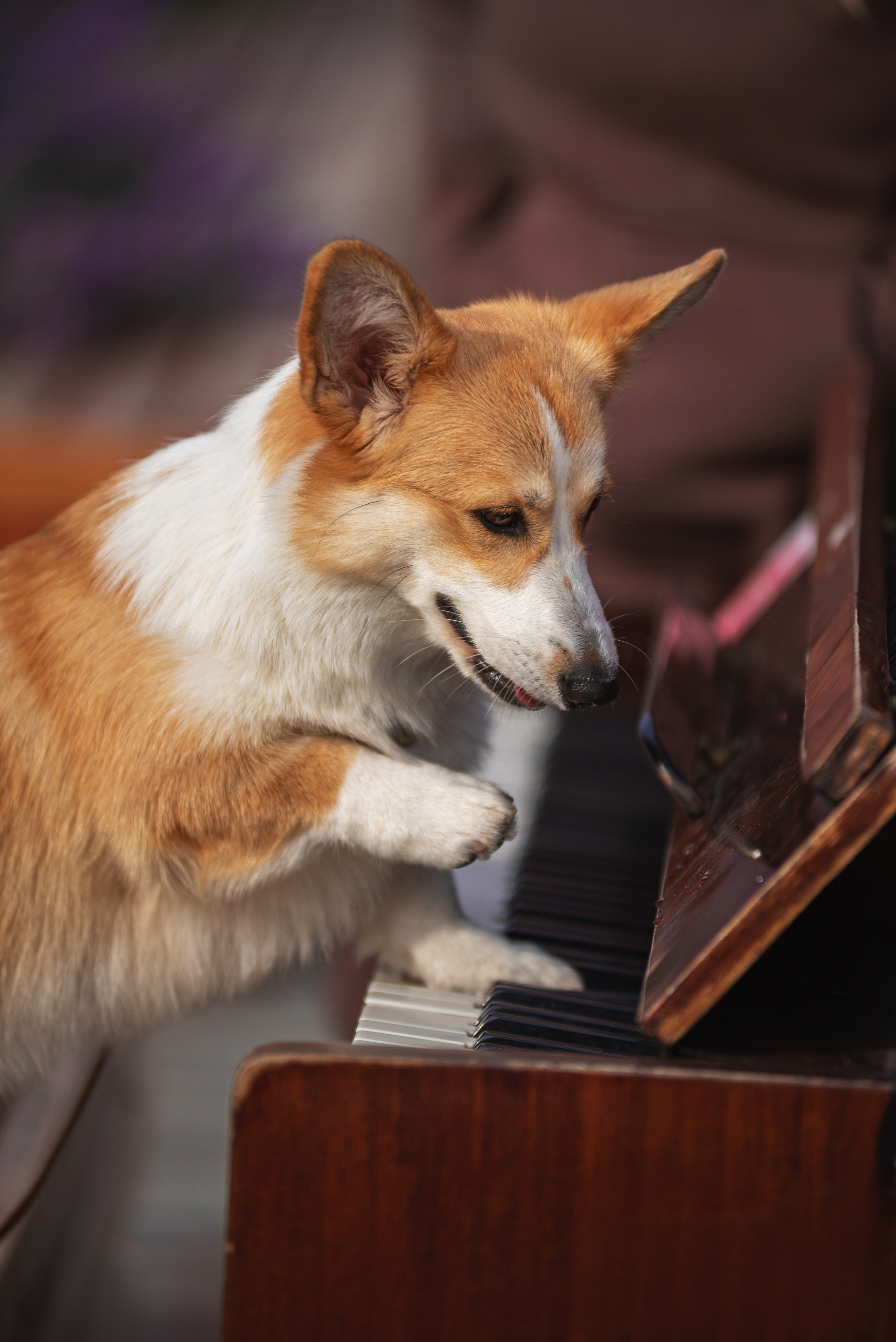 Ася и Плюша. Дог-фотограф в Тюмени Александра Королева