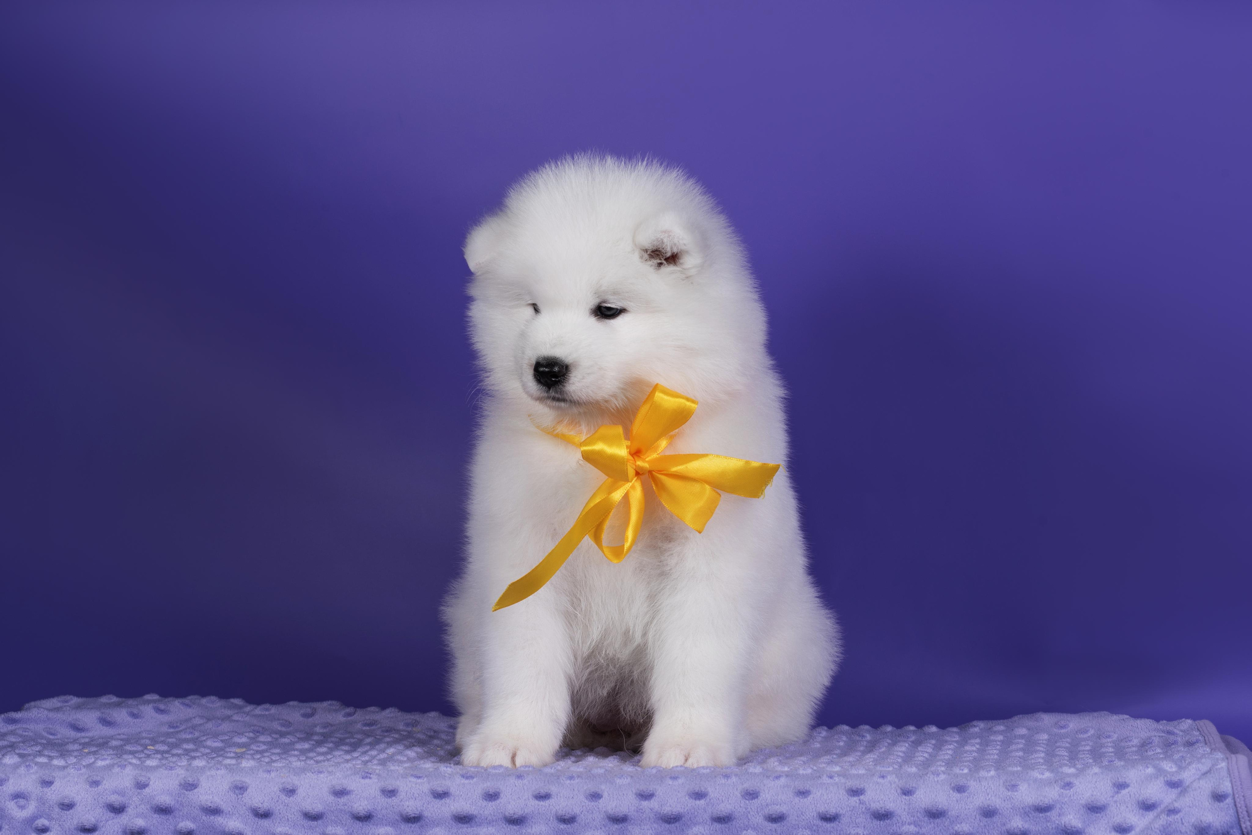 Пушистики самоеды. Дог-фотограф в Тюмени Александра Королева