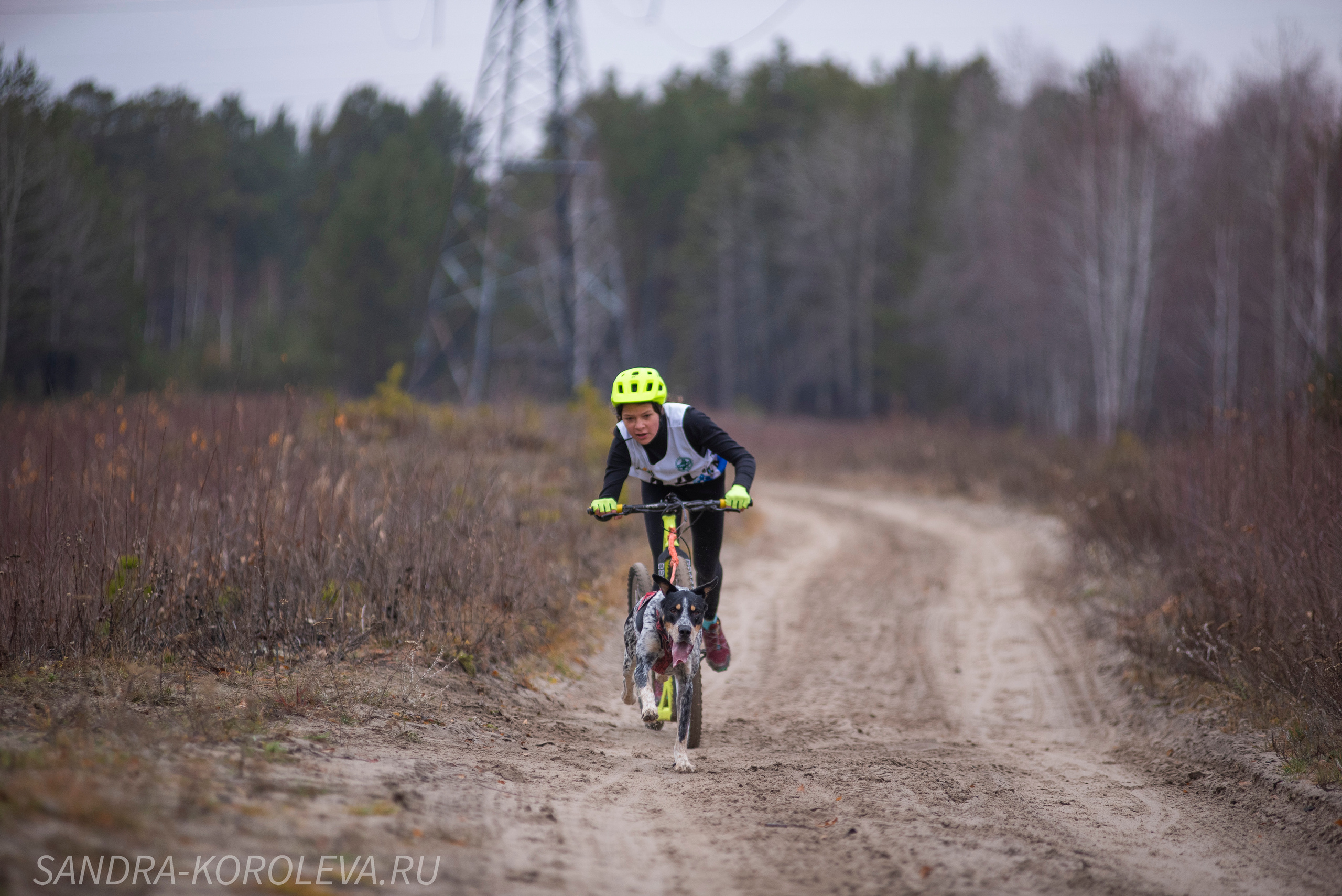 Спринт-гонка «Закрытие сезона» 24.10.2021. Дог-фотограф в Тюмени Александра Королева