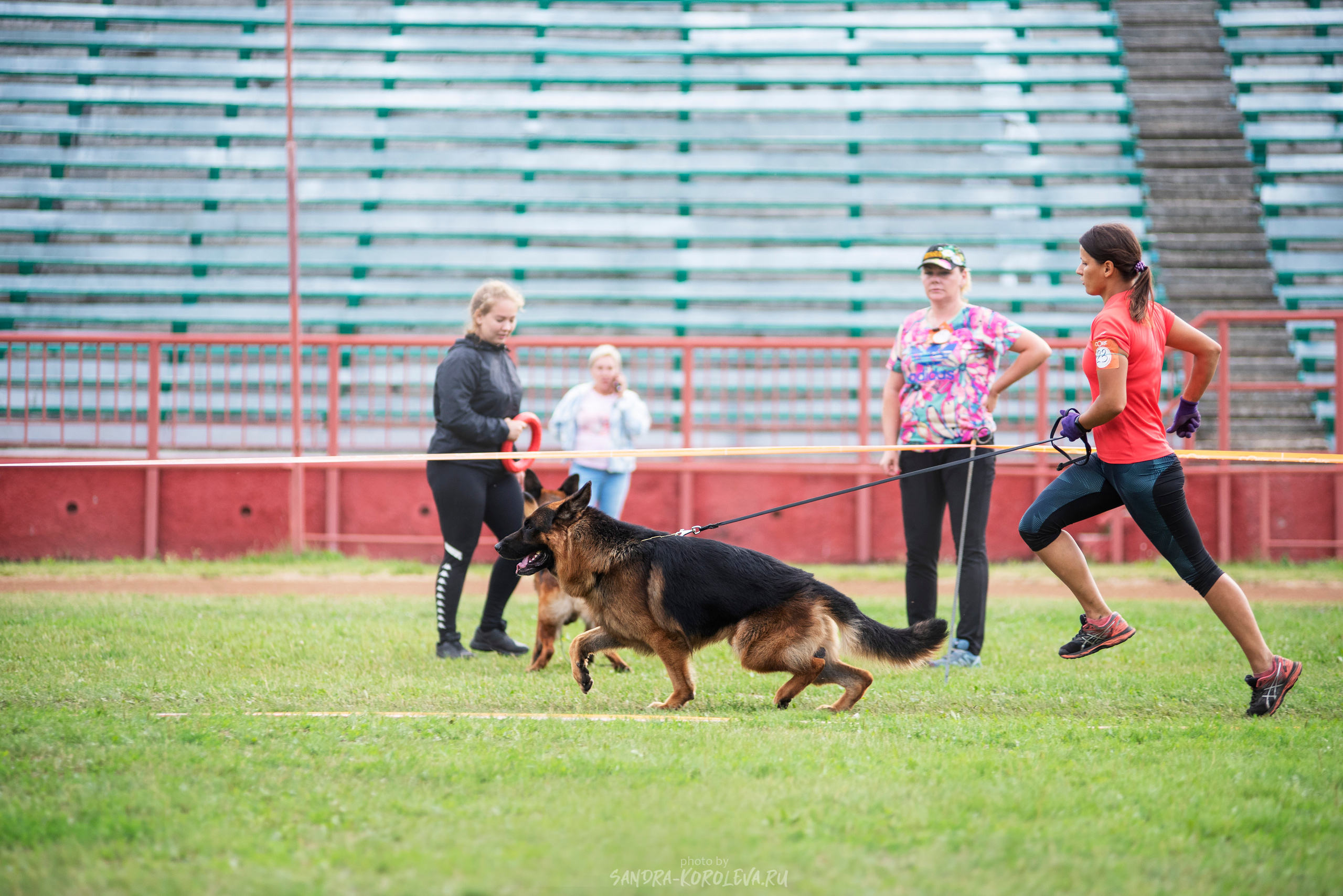 Монопородная выставка немецких овчарок, г. Заречный 2021. Дог-фотограф в Тюмени Александра Королева