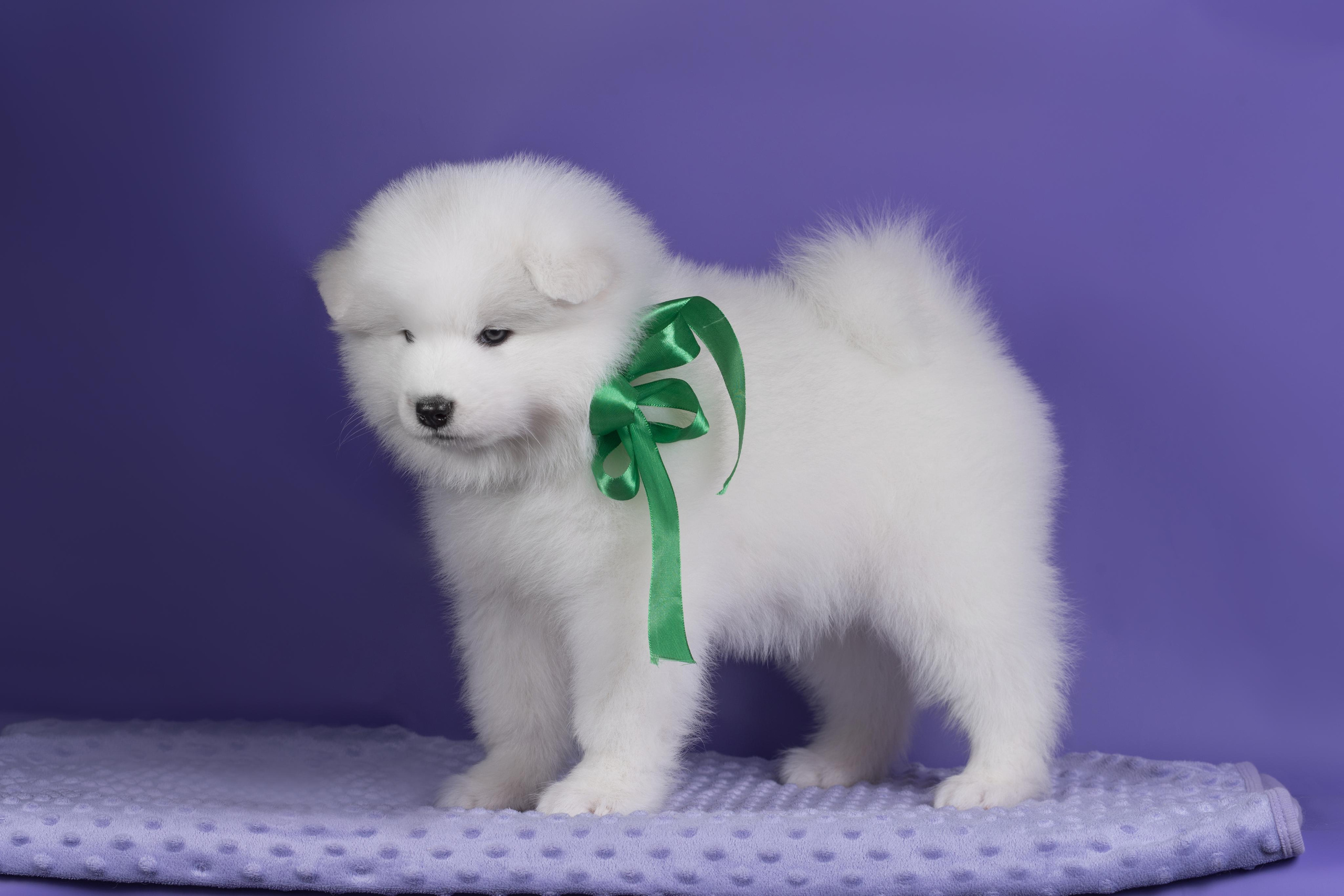 Пушистики самоеды. Дог-фотограф в Тюмени Александра Королева