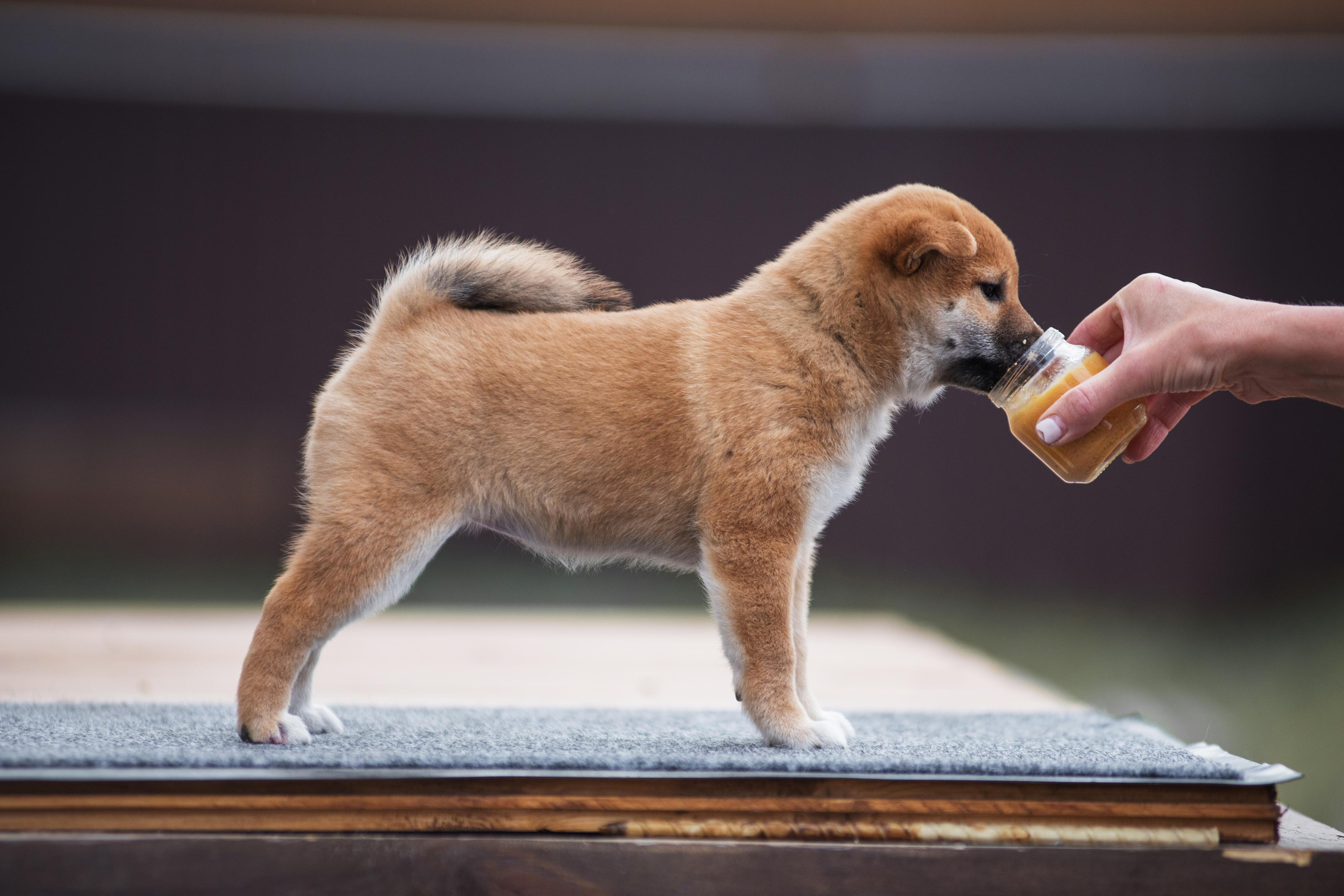 Щеночки Сибы. Дог-фотограф в Тюмени Александра Королева