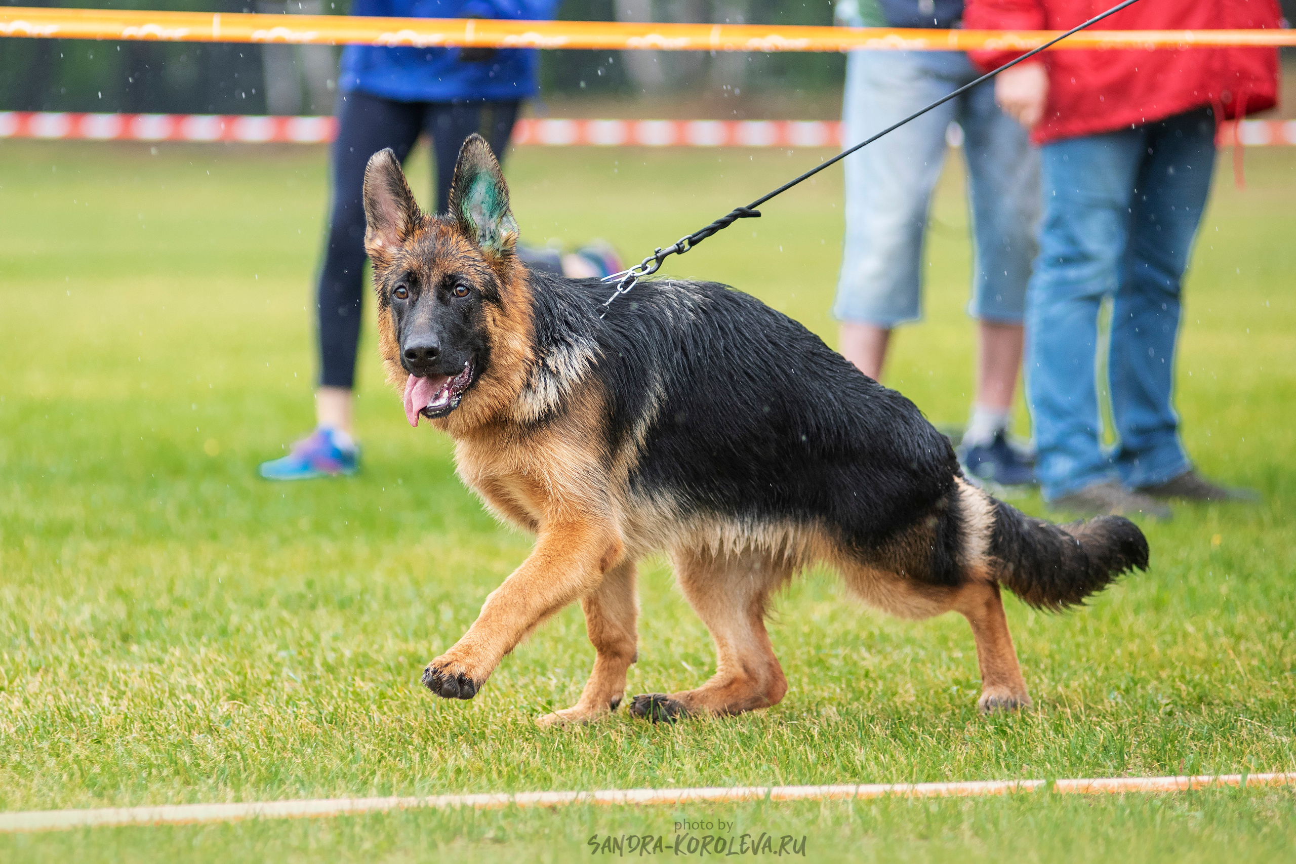 Монопородная выставка немецких овчарок, г. Заречный 2021. Дог-фотограф в Тюмени Александра Королева