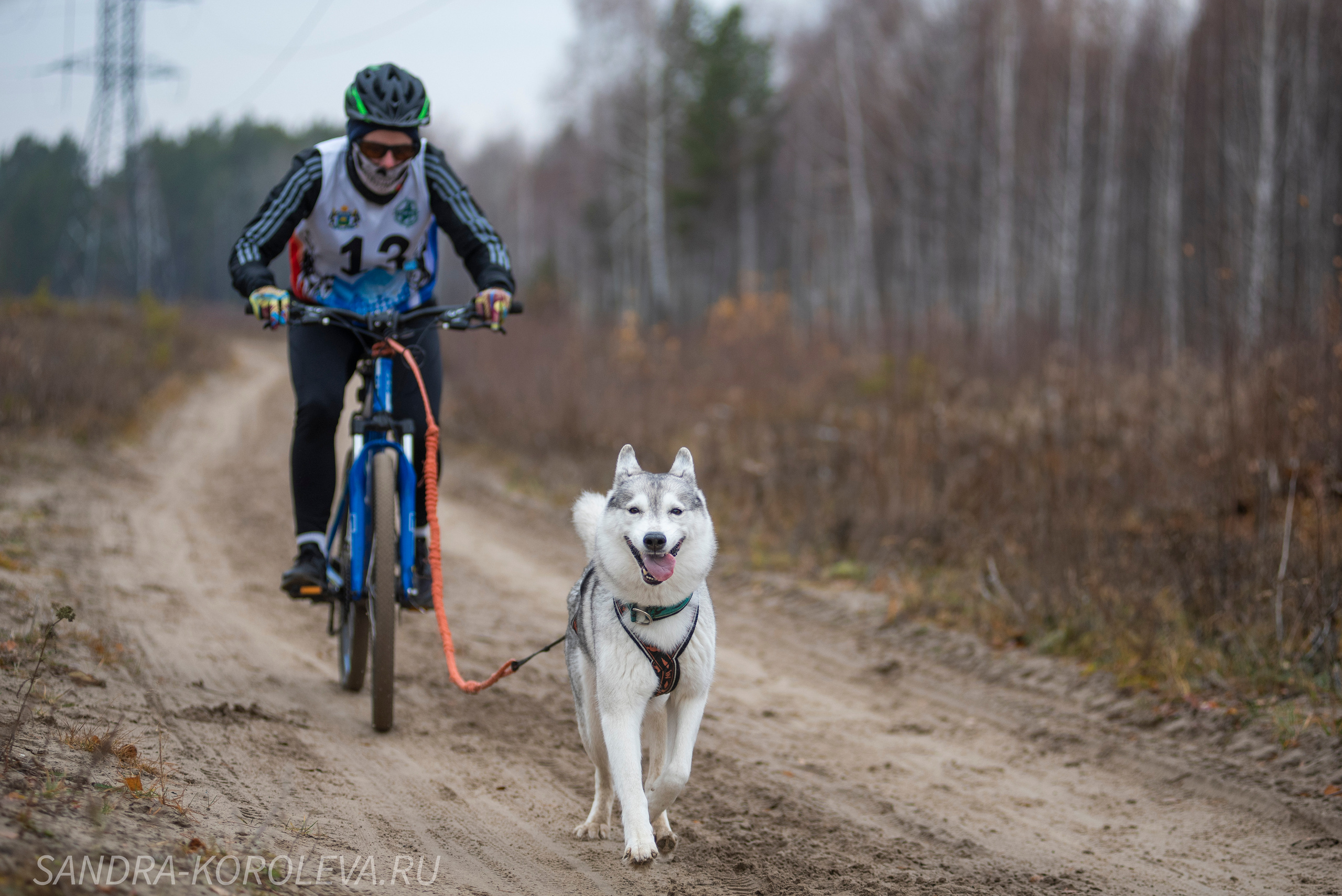 Спринт-гонка «Закрытие сезона» 24.10.2021. Дог-фотограф в Тюмени Александра Королева