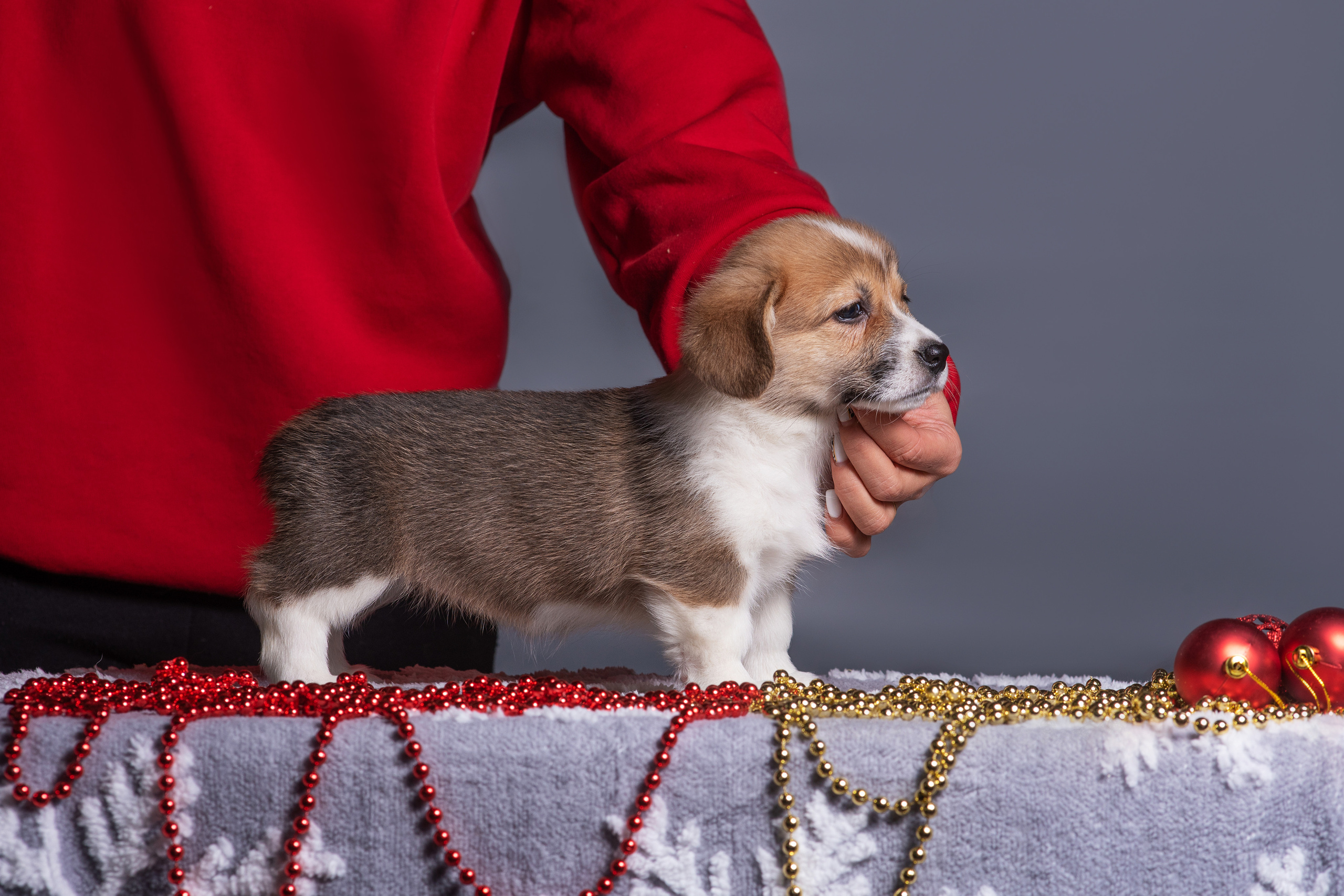 Новогодние коржики с сахарной посыпкой. Дог-фотограф в Тюмени Александра Королева