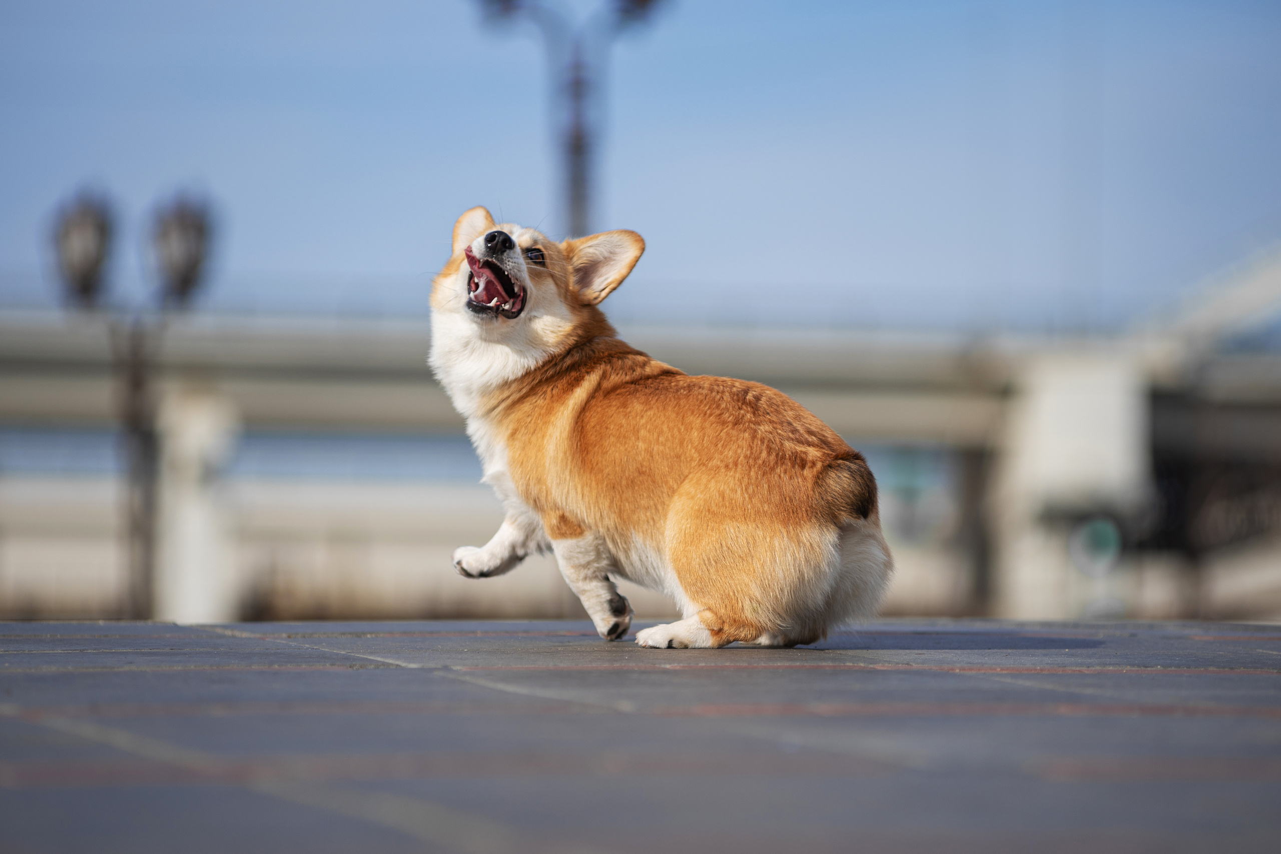 Ася и Плюша. Дог-фотограф в Тюмени Александра Королева