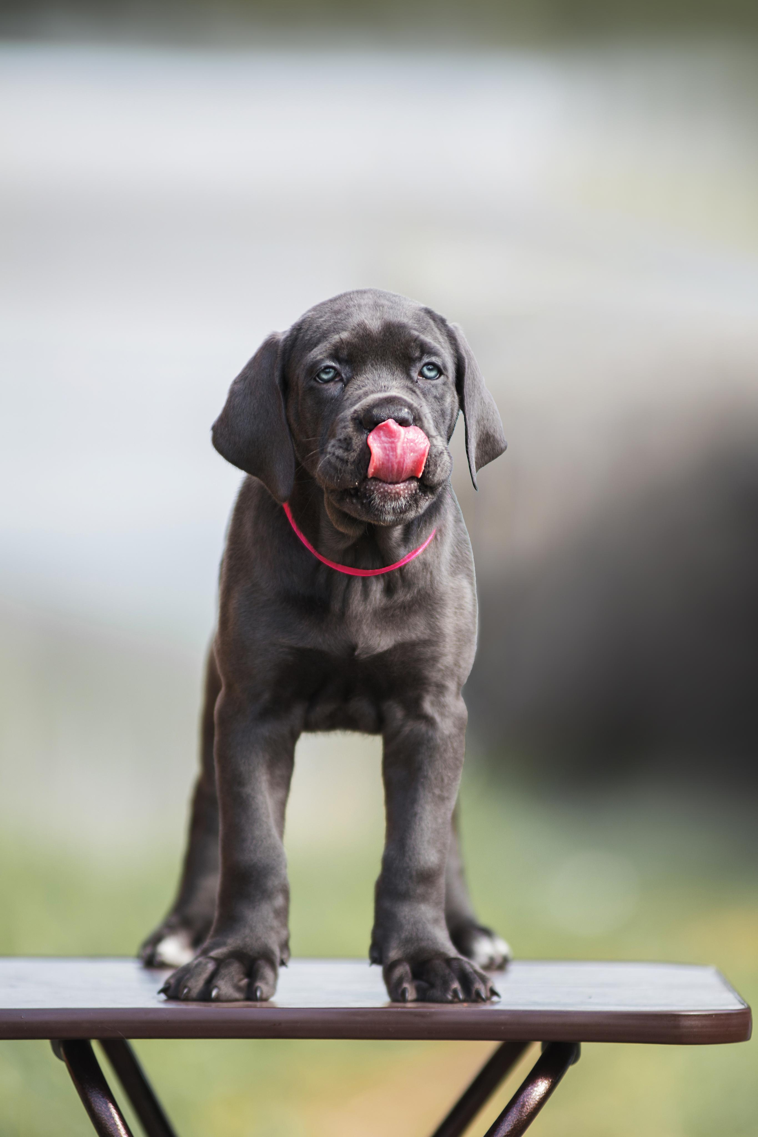Щенки кане корсо. Дог-фотограф в Тюмени Александра Королева