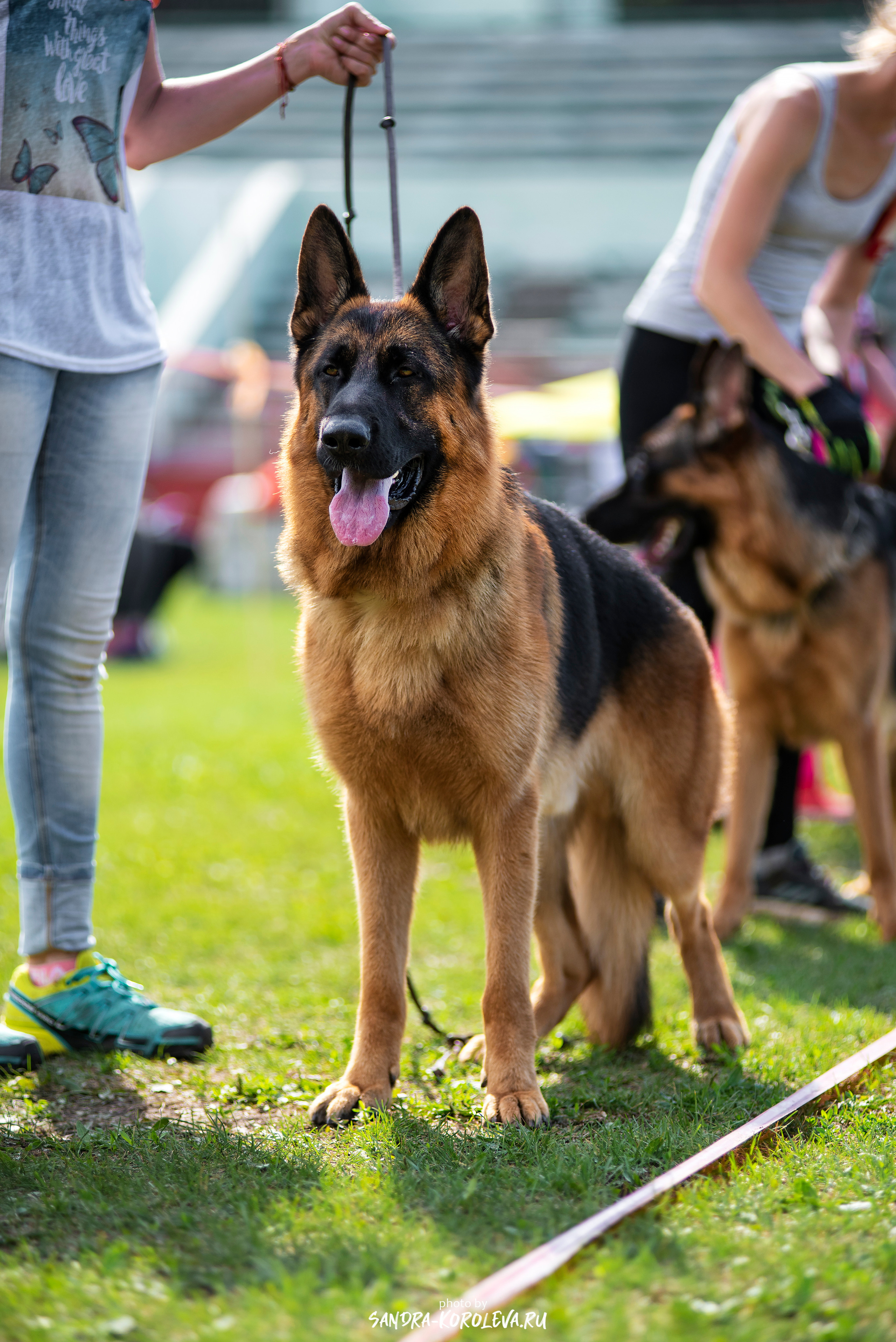 Монопородная выставка немецких овчарок, г. Заречный 2021. Дог-фотограф в Тюмени Александра Королева