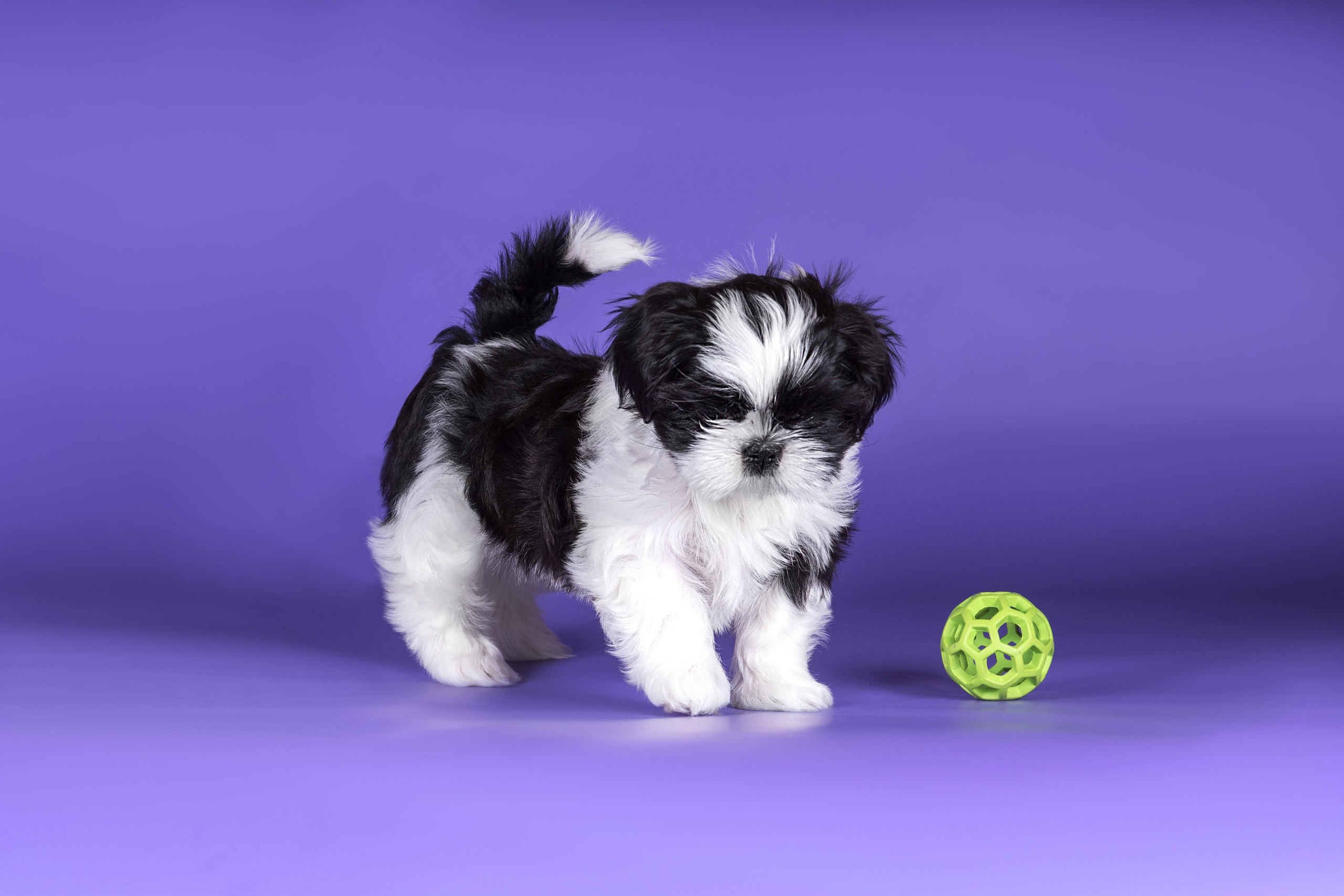 Великолепные ши-тцу. Дог-фотограф в Тюмени Александра Королева