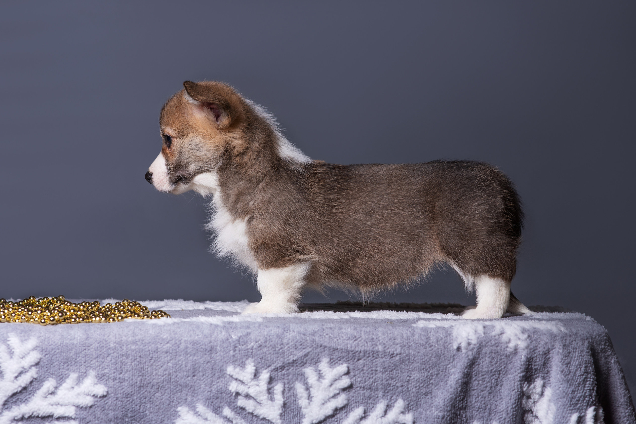 Новогодние коржики с сахарной посыпкой. Дог-фотограф в Тюмени Александра Королева