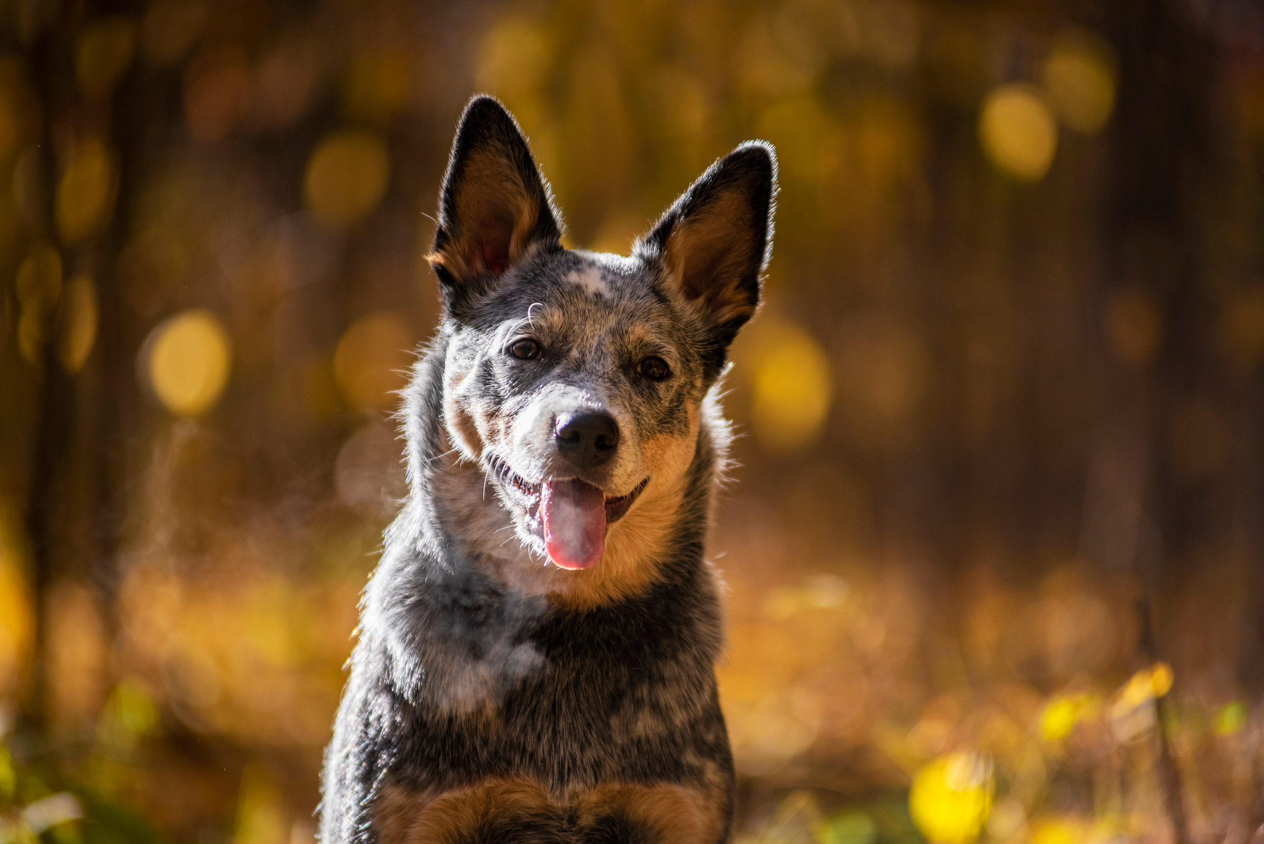 Осенний хиллер. Дог-фотограф в Тюмени Александра Королева