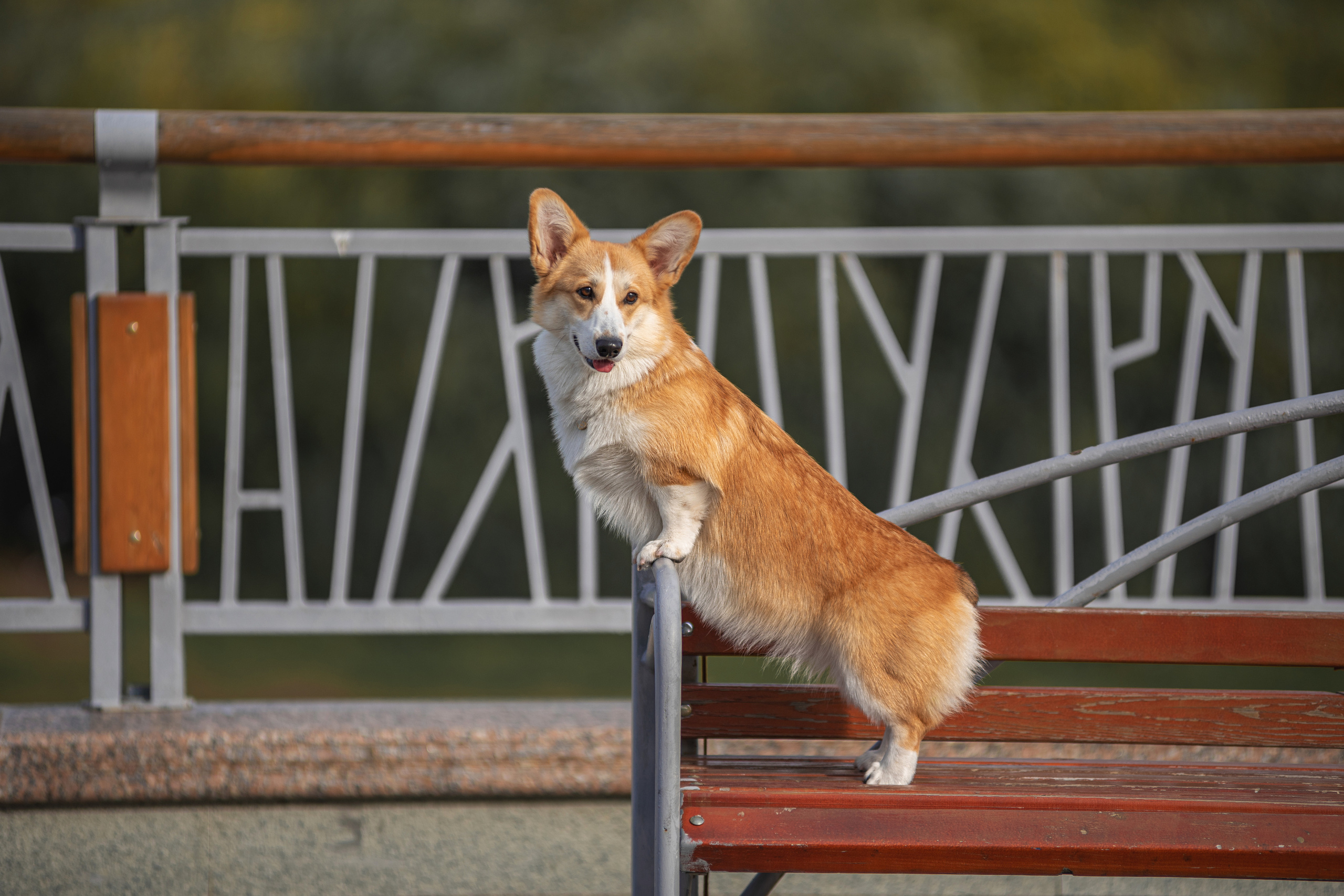 Ася и Плюша. Дог-фотограф в Тюмени Александра Королева