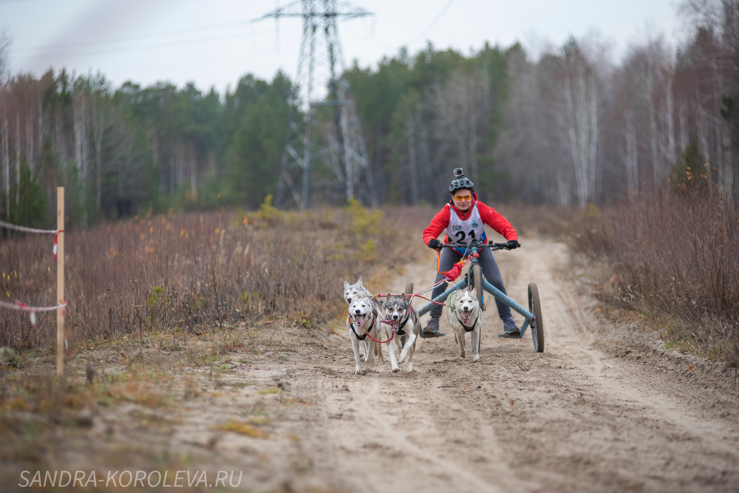 Спринт-гонка «Закрытие сезона» 24.10.2021. Дог-фотограф в Тюмени Александра Королева