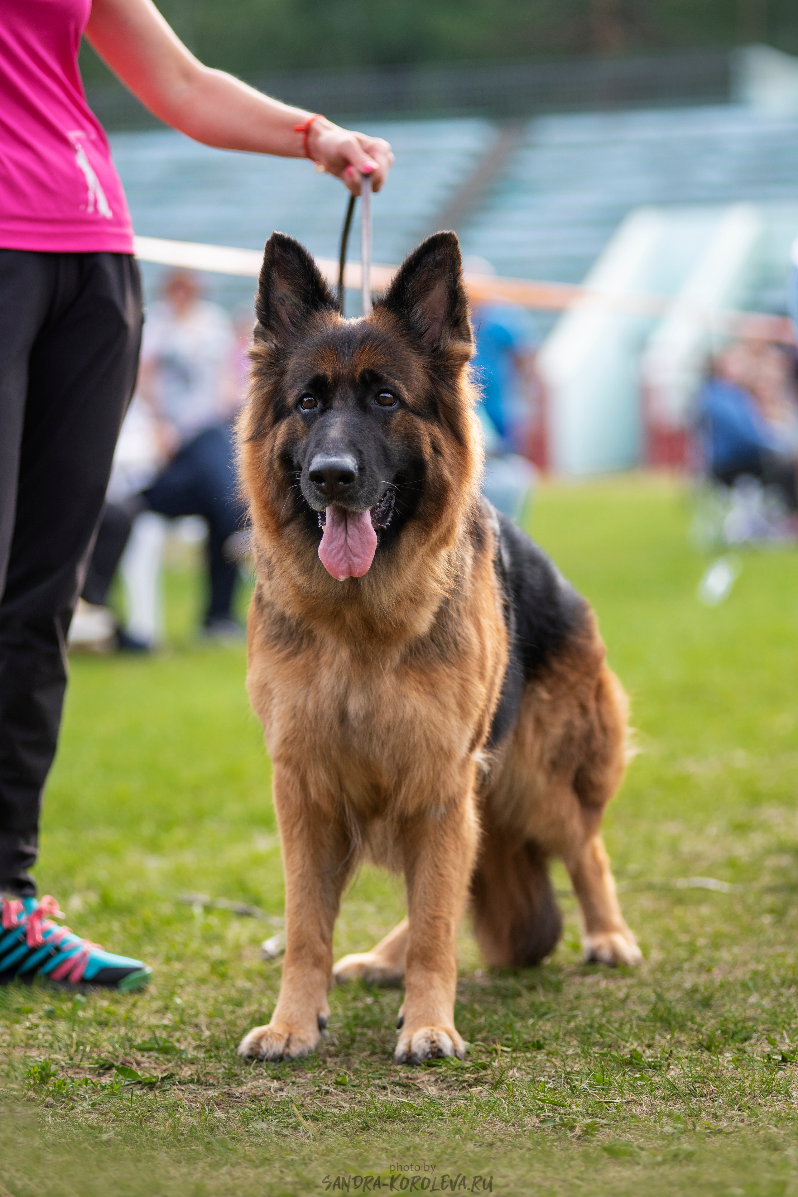 Монопородная выставка немецких овчарок, г. Заречный 2021. Дог-фотограф в Тюмени Александра Королева