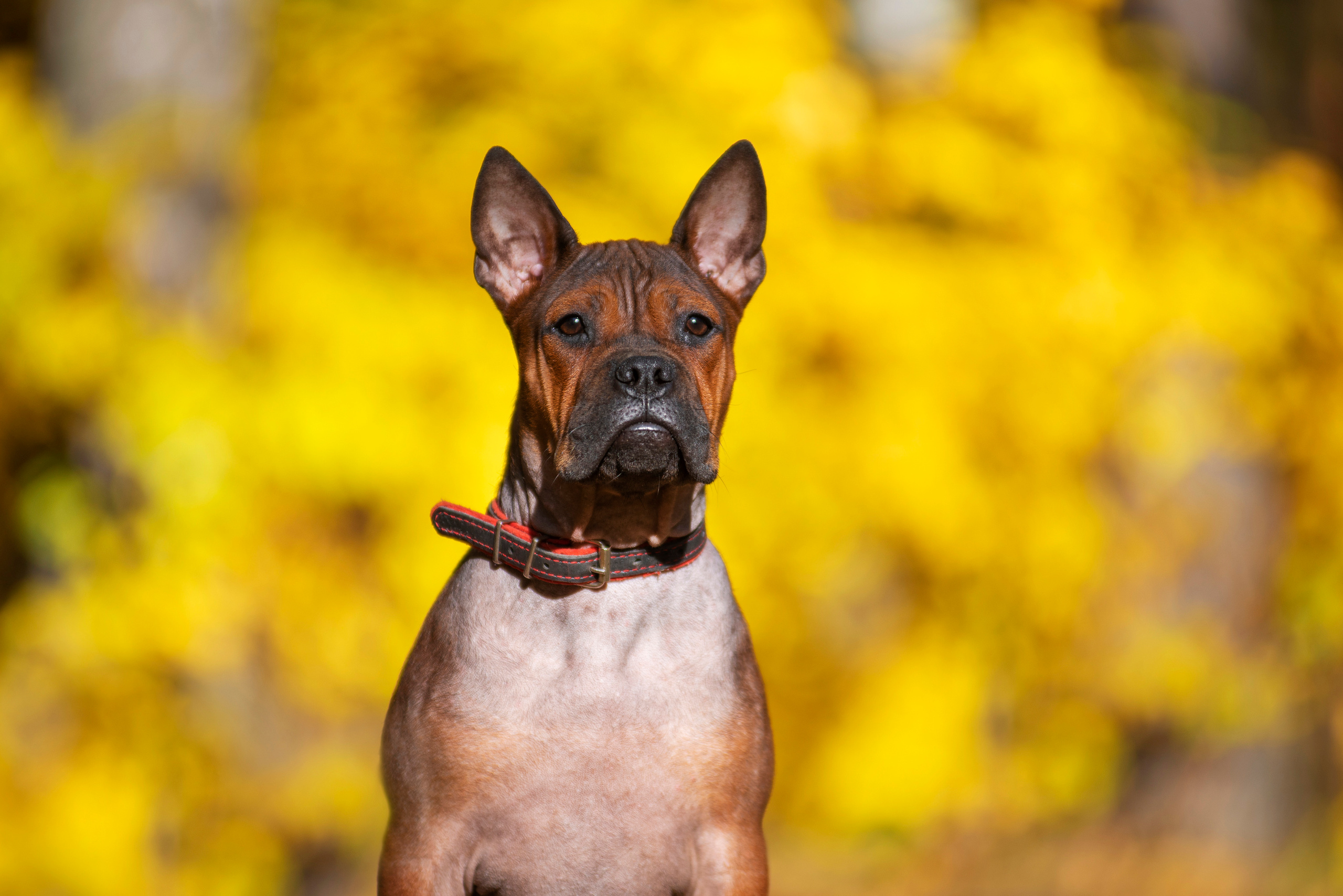 Полина и ее питомцы. Дог-фотограф в Тюмени Александра Королева
