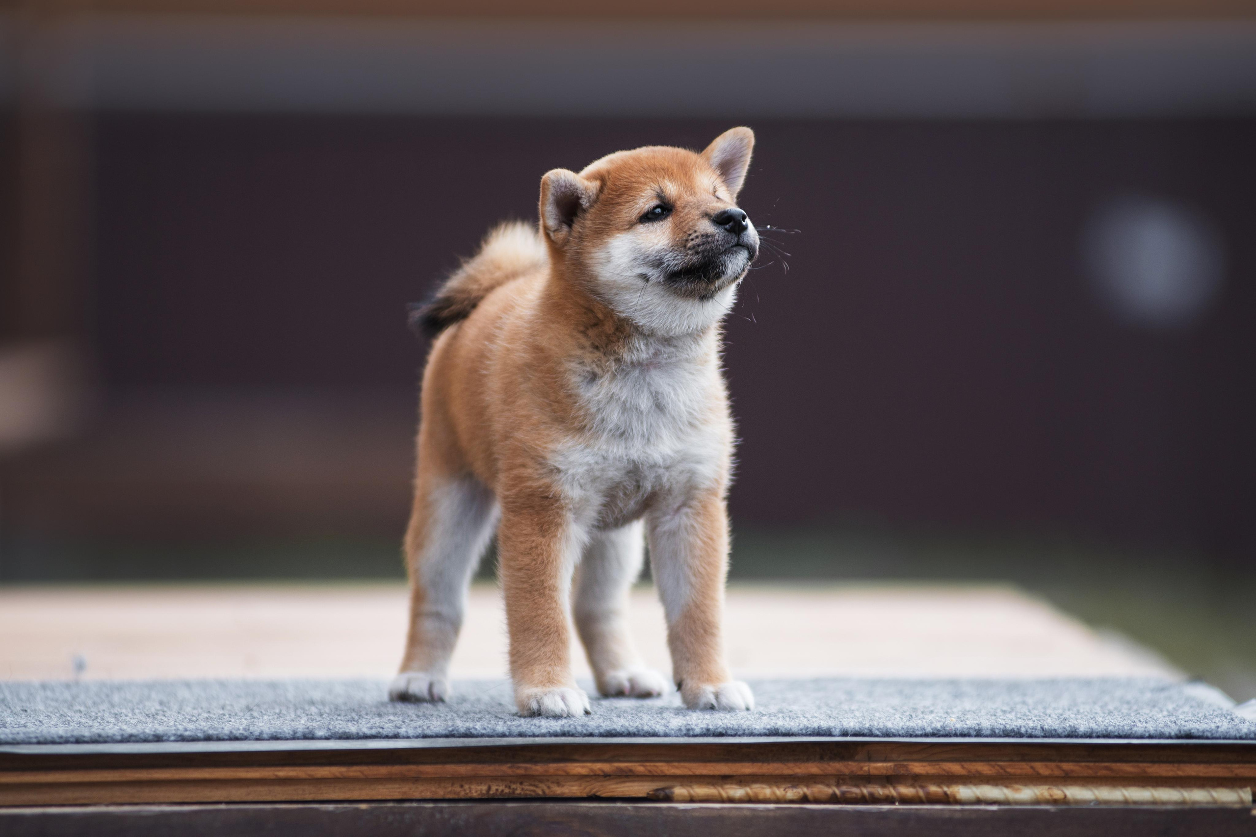 Щеночки Сибы. Дог-фотограф в Тюмени Александра Королева