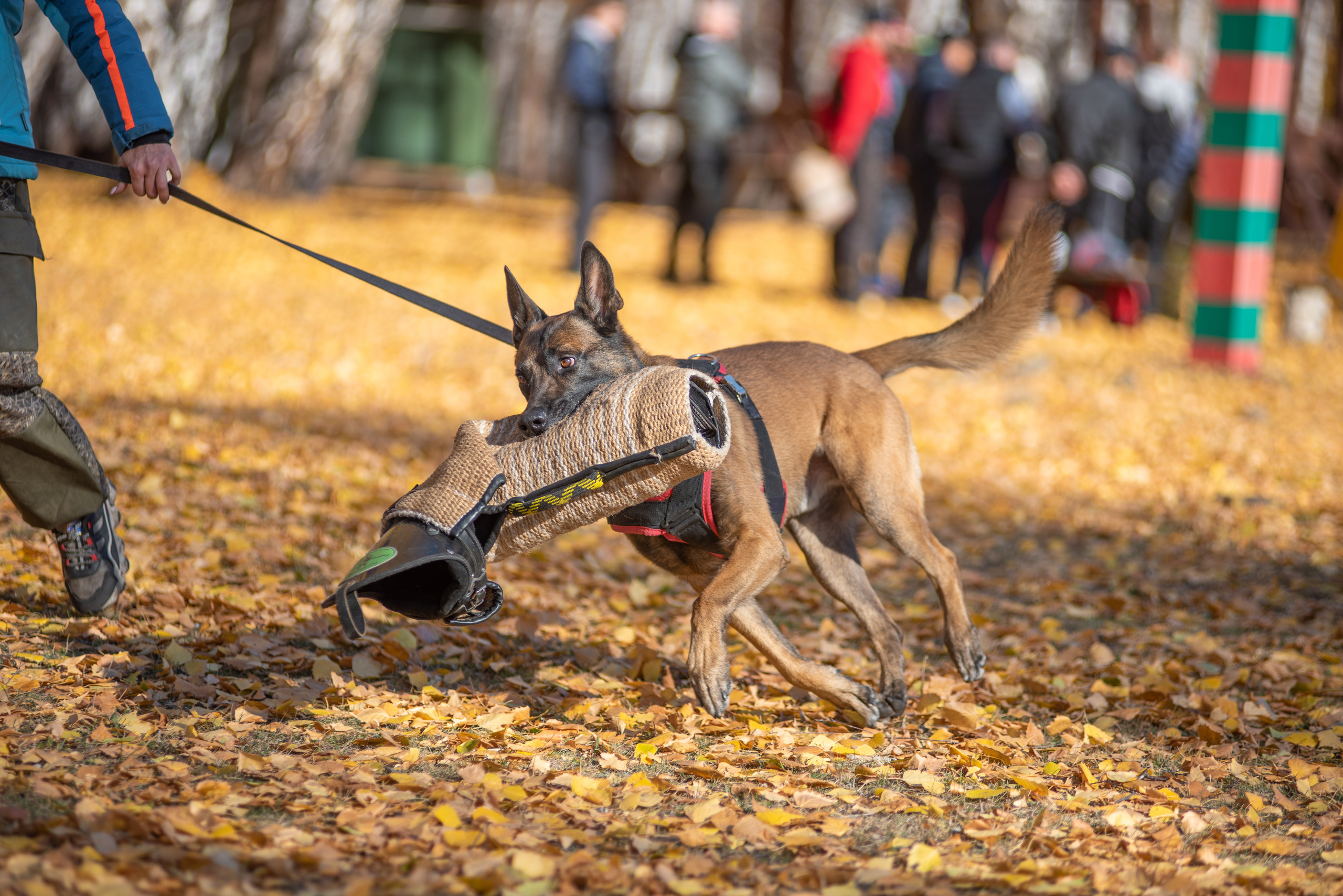 RUSSIAN HELPERS SCHOOL. Магнитогорск октябрь 2021. Дог-фотограф в Тюмени Александра Королева