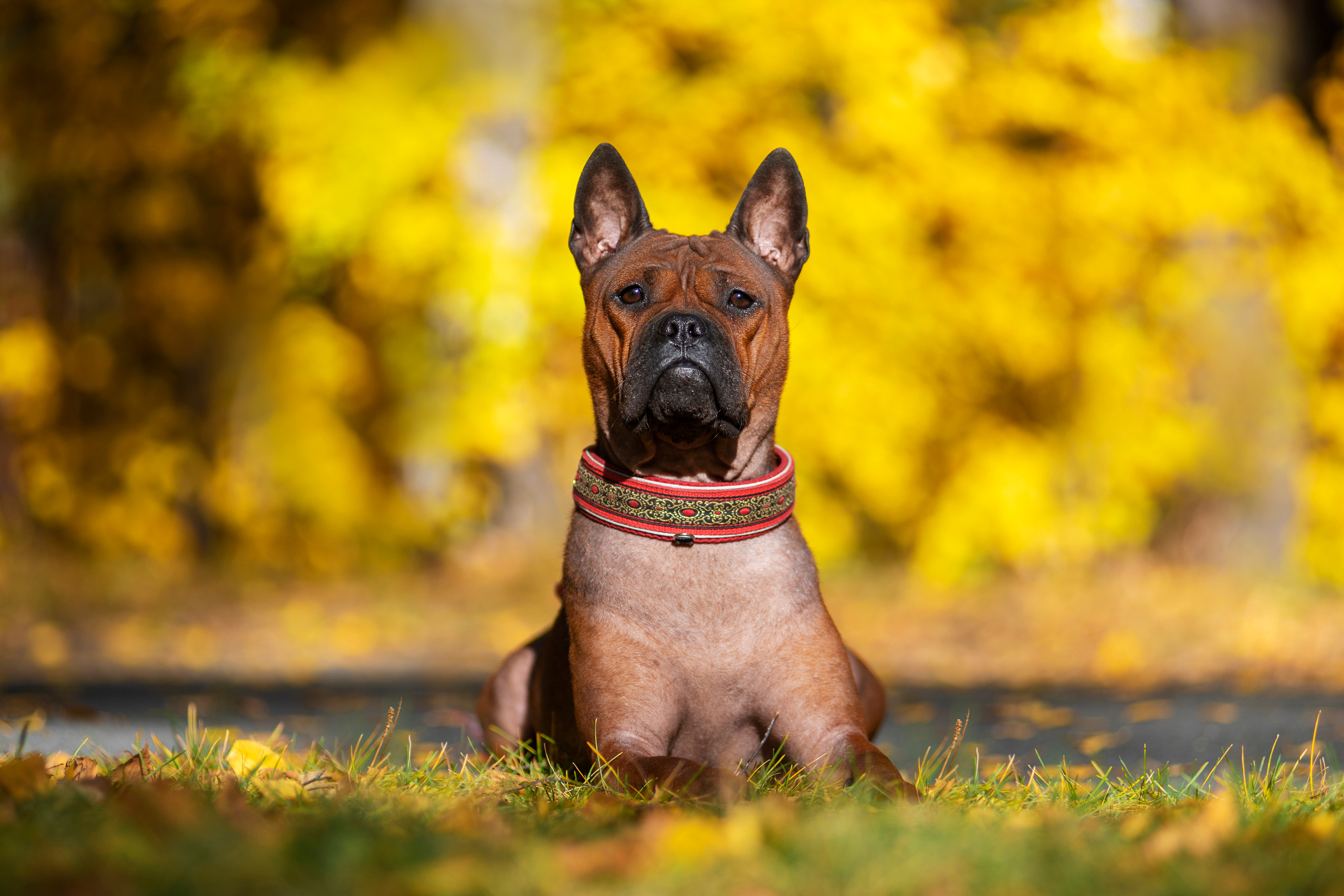 Полина и ее питомцы. Дог-фотограф в Тюмени Александра Королева