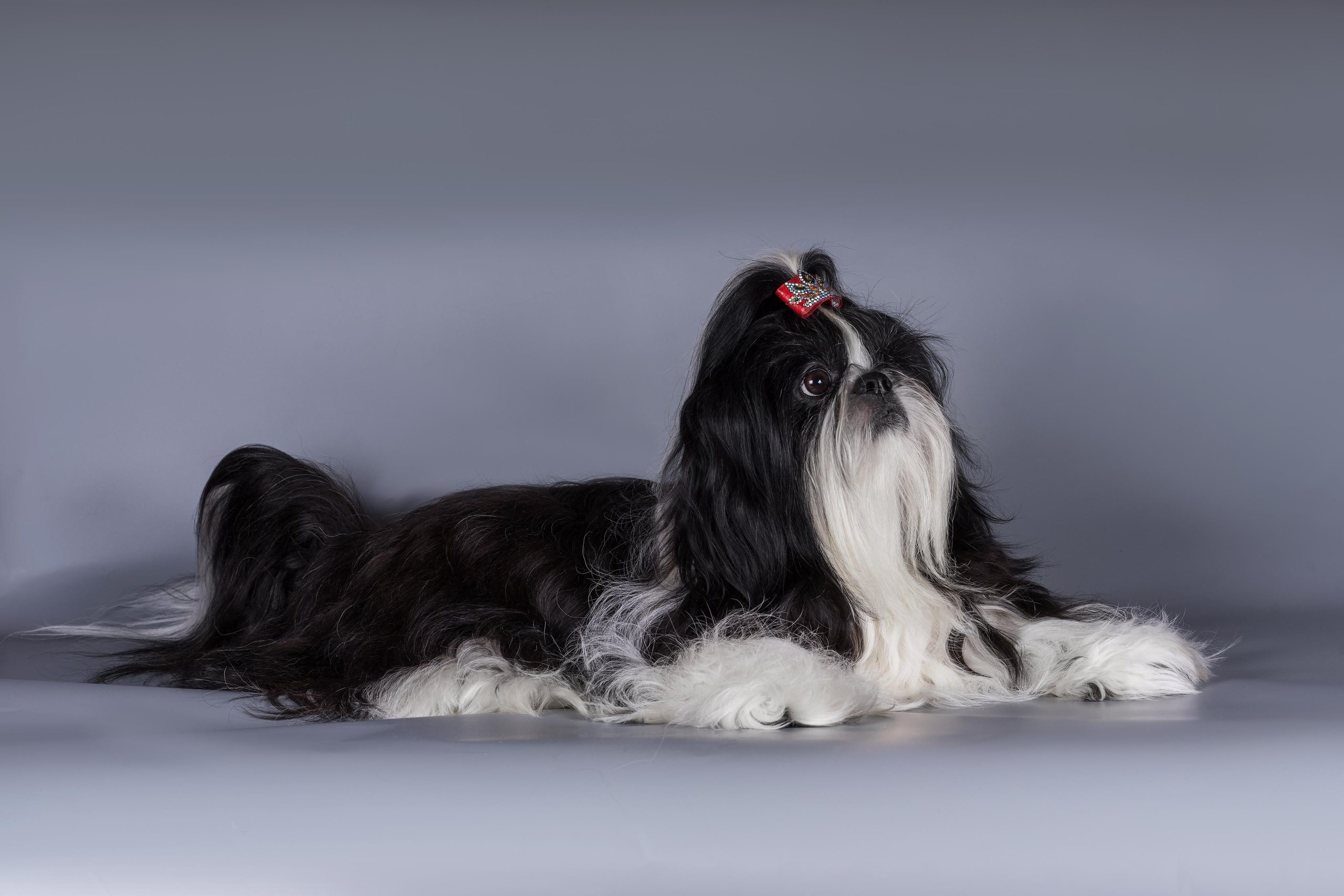 Великолепные ши-тцу. Дог-фотограф в Тюмени Александра Королева