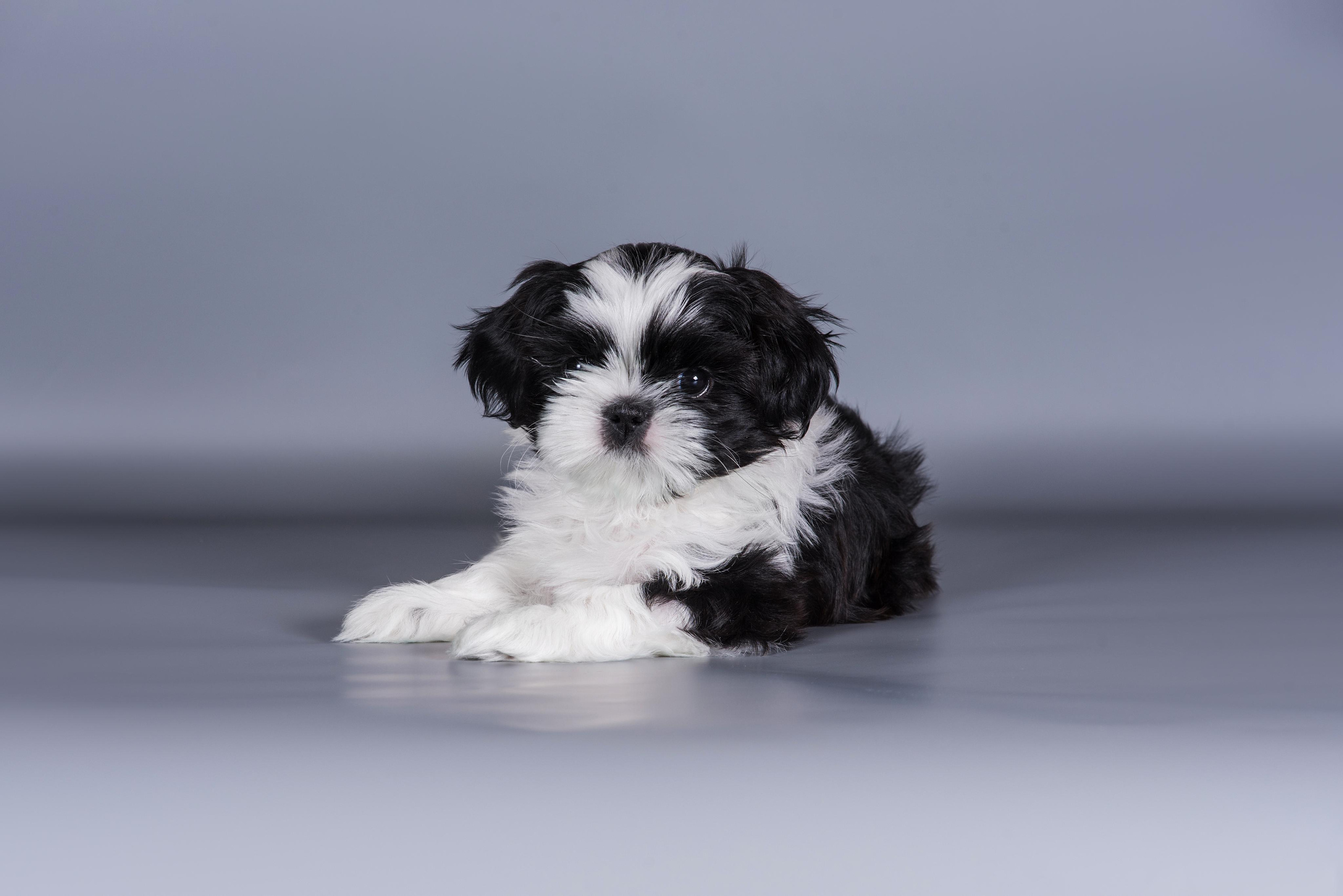 Великолепные ши-тцу. Дог-фотограф в Тюмени Александра Королева