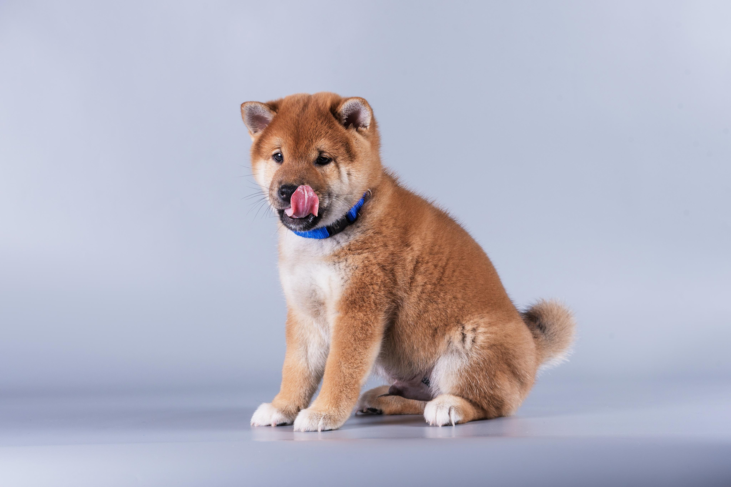Маленькие сибы. Дог-фотограф в Тюмени Александра Королева